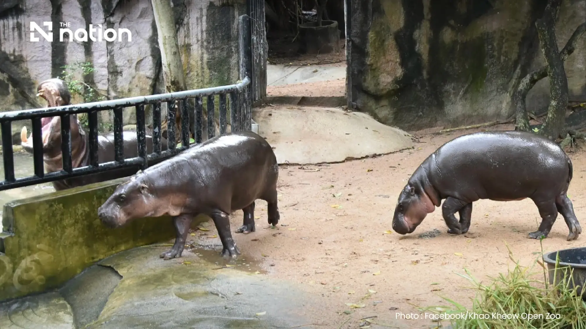 Moo Deng turns two with three-day birthday festival at Khao Kheow Open Zoo