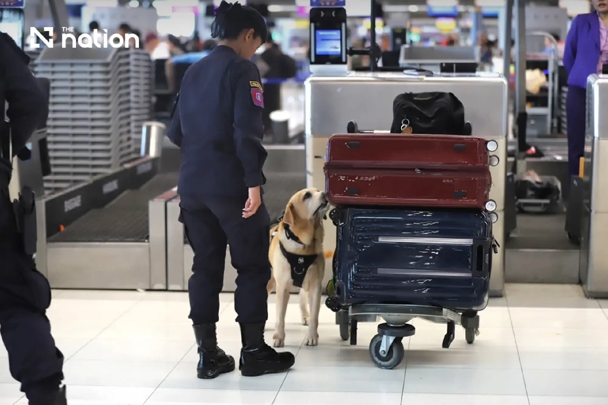 AOT deploys K-9 teams at Suvarnabhumi after Thai crew drug case in Australia