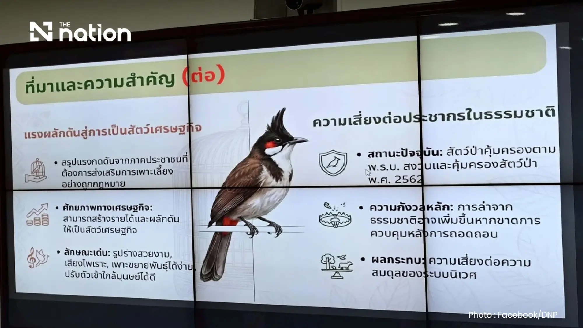 Cabinet greenlights removal of red-whiskered bulbul from protected wildlife list