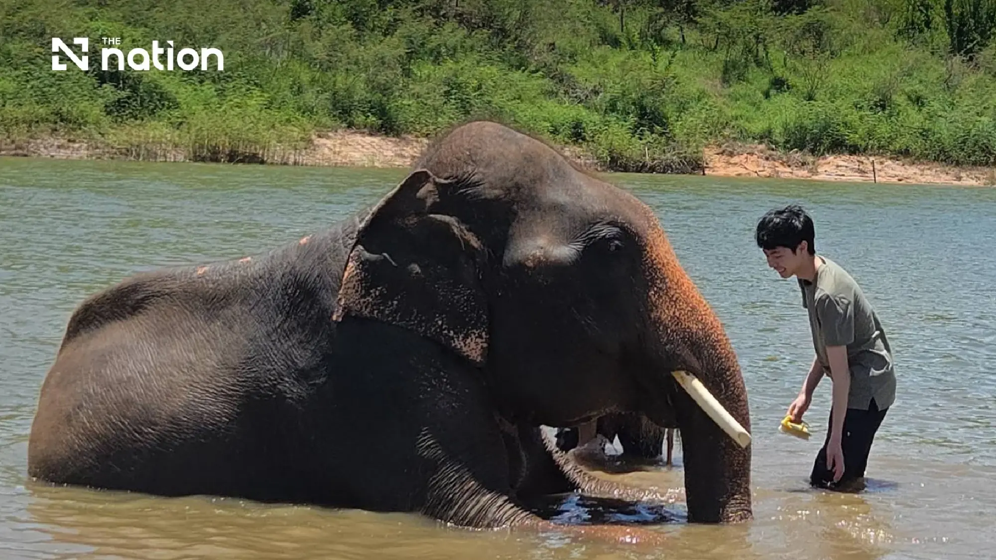 Saving Surin's Elephants, One Herbal Block at a Time