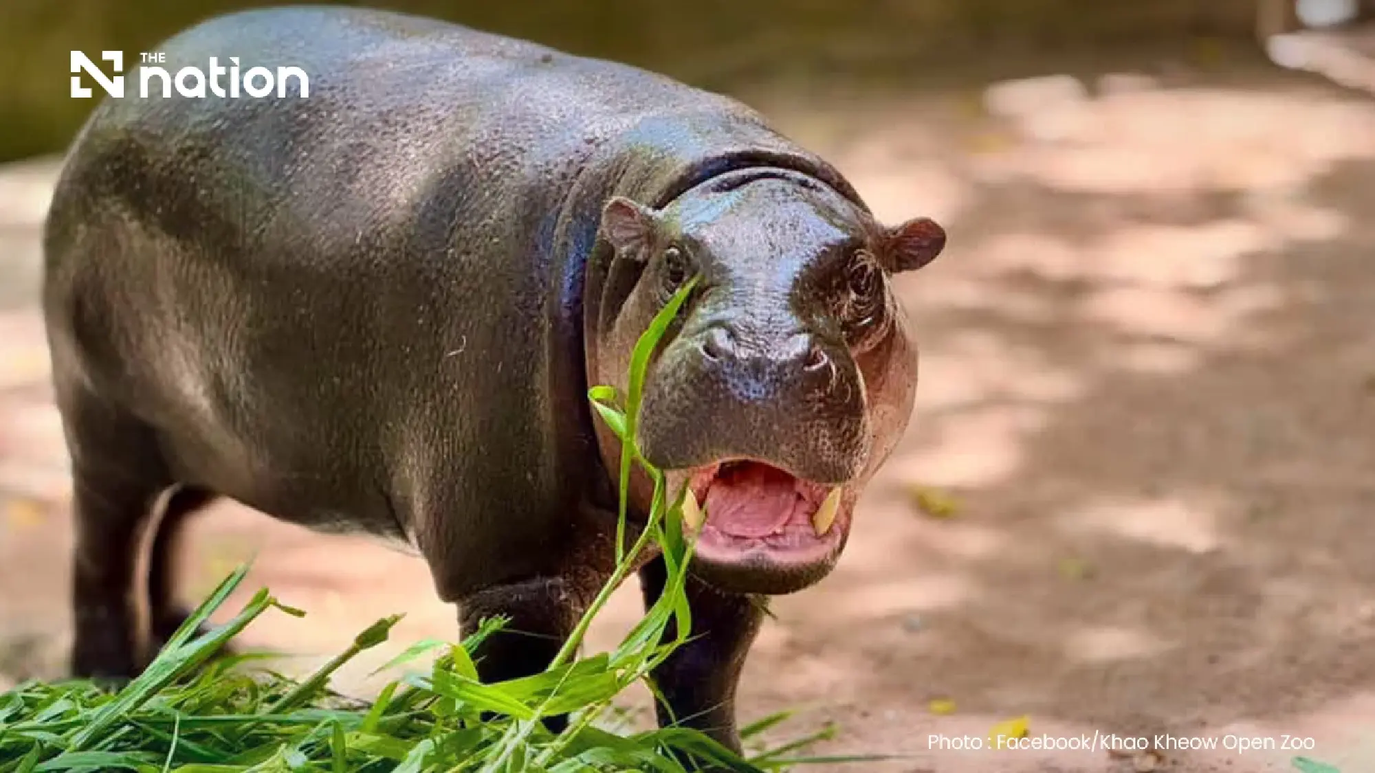 Moo Deng turns two with three-day birthday festival at Khao Kheow Open Zoo