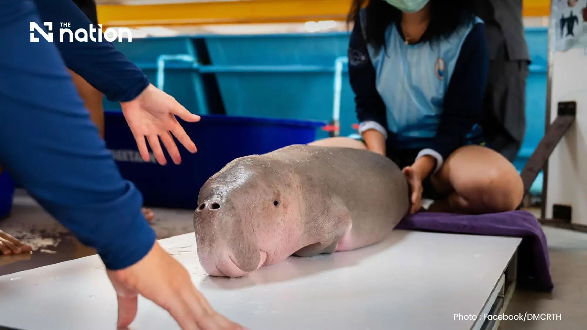 Dugong calf’s death sounds alarm over Thailand’s marine rescue efforts