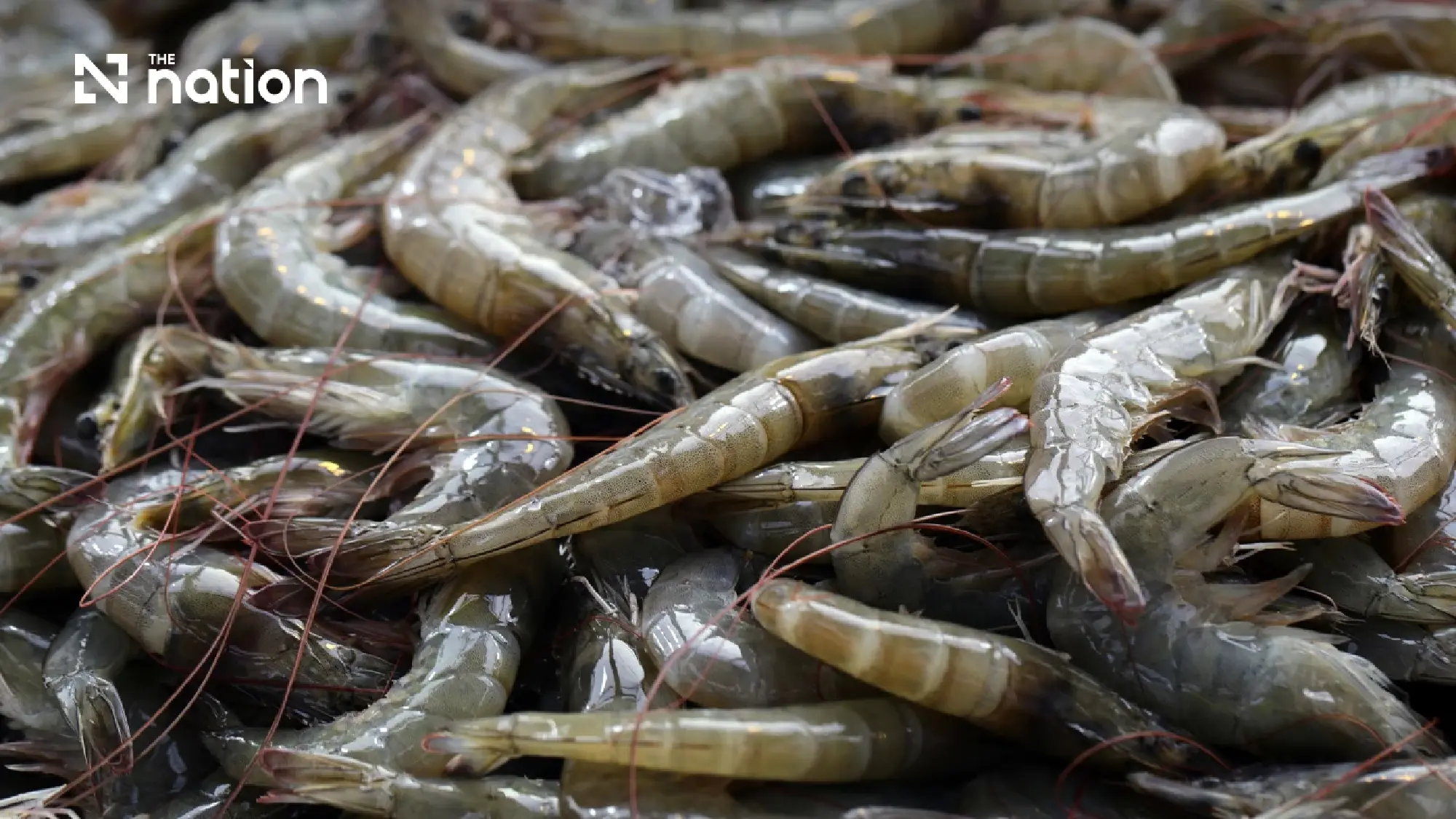 Malaysia to finish safety checks on five Thai shrimp species in 30 days