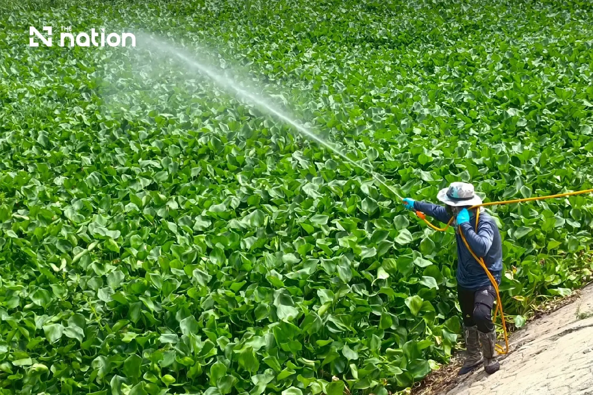 RID green herbicide targets Thailand’s water hyacinth problem