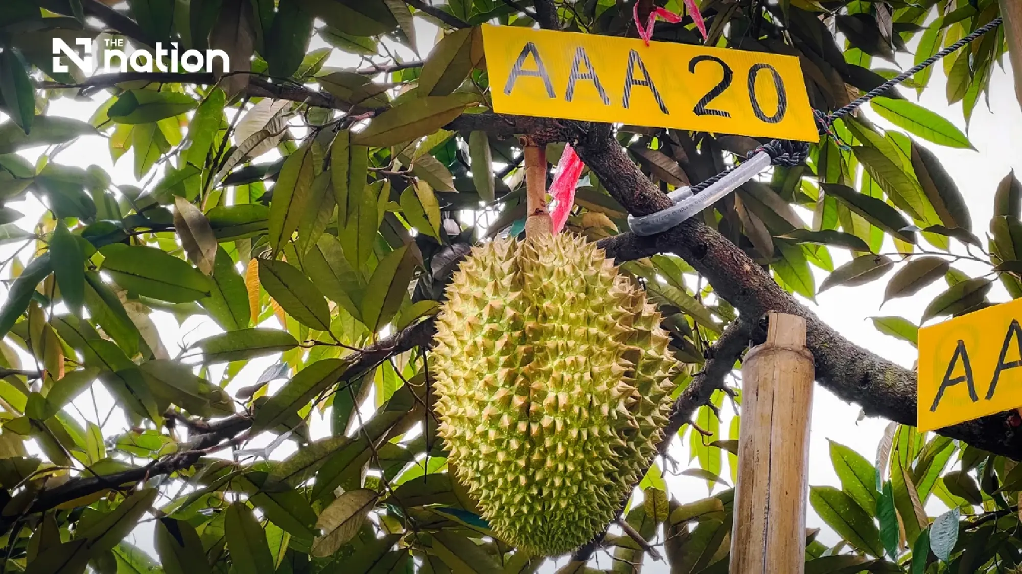 Thai fresh durian exports to China exceed THB100bn in first half