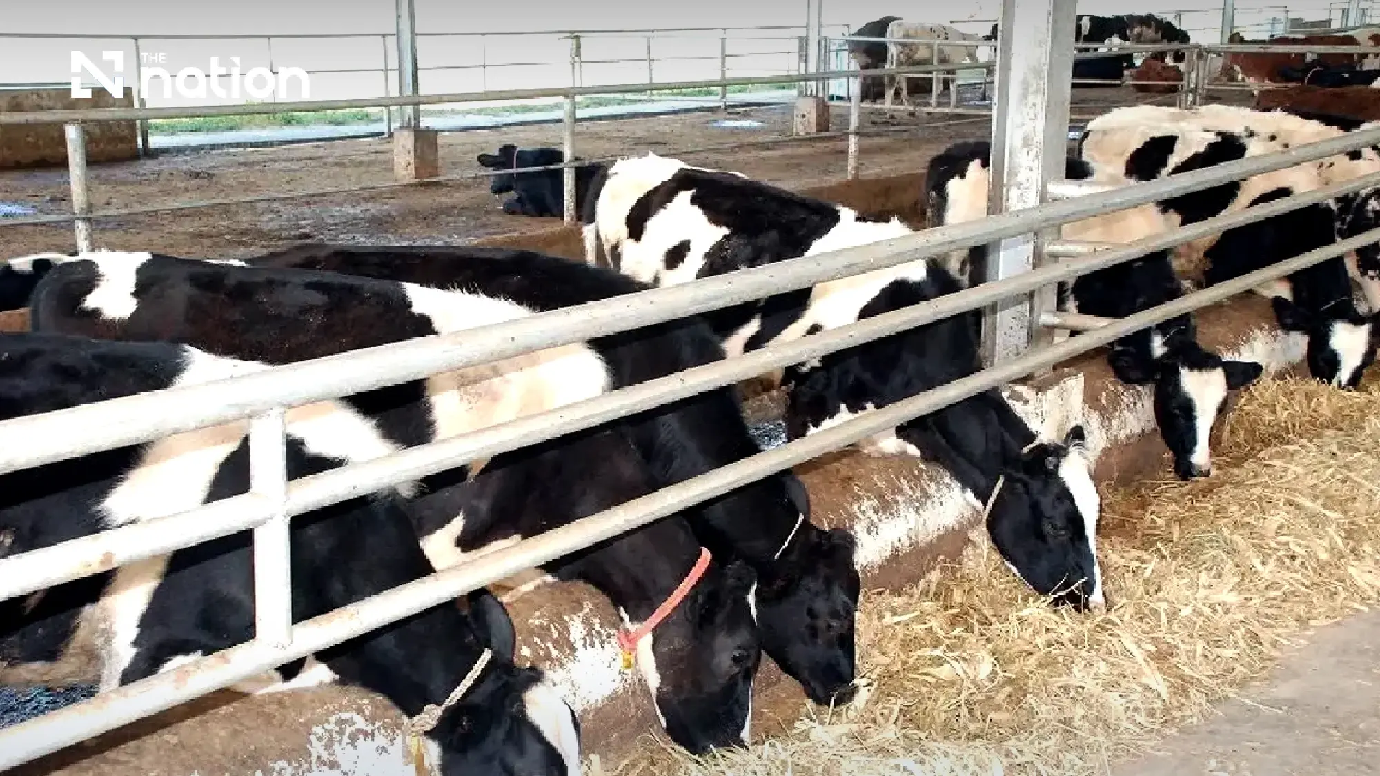 Thailand moves to overhaul dairy system over 68m-carton stockpile