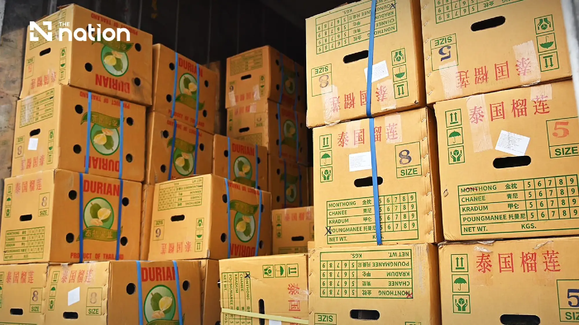 Thai fresh durian exports to China exceed THB100bn in first half