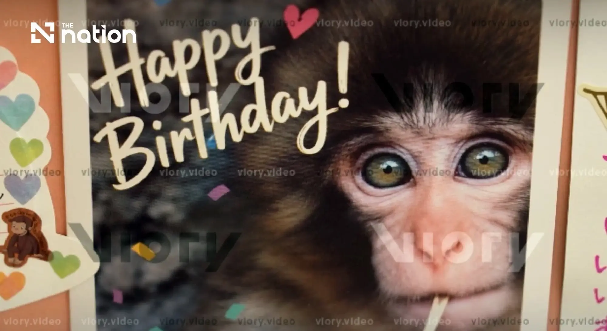 Japan’s viral macaque Punch receives over 2,500 birthday cards