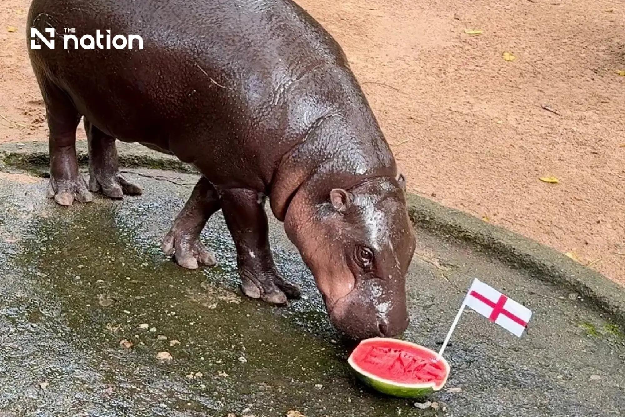 Moo Deng picks France and England to reach 2026 World Cup final