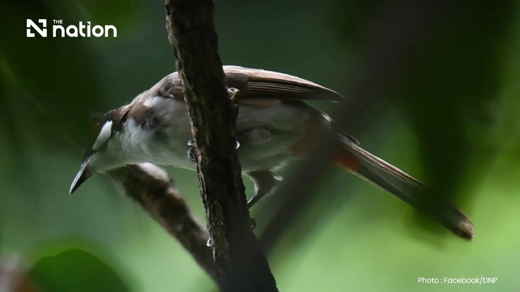 Cabinet greenlights removal of red-whiskered bulbul from protected wildlife list