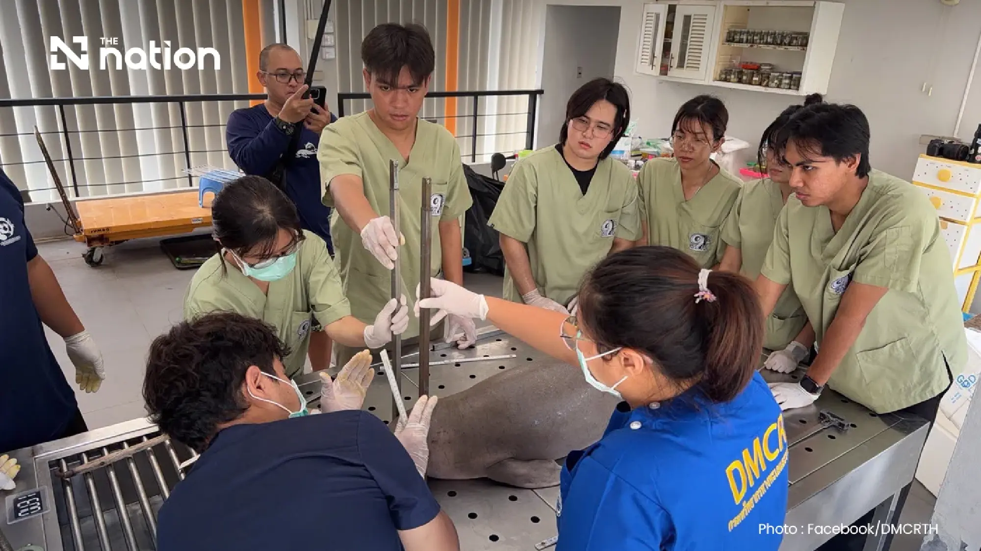 Dugong calf’s death sounds alarm over Thailand’s marine rescue efforts