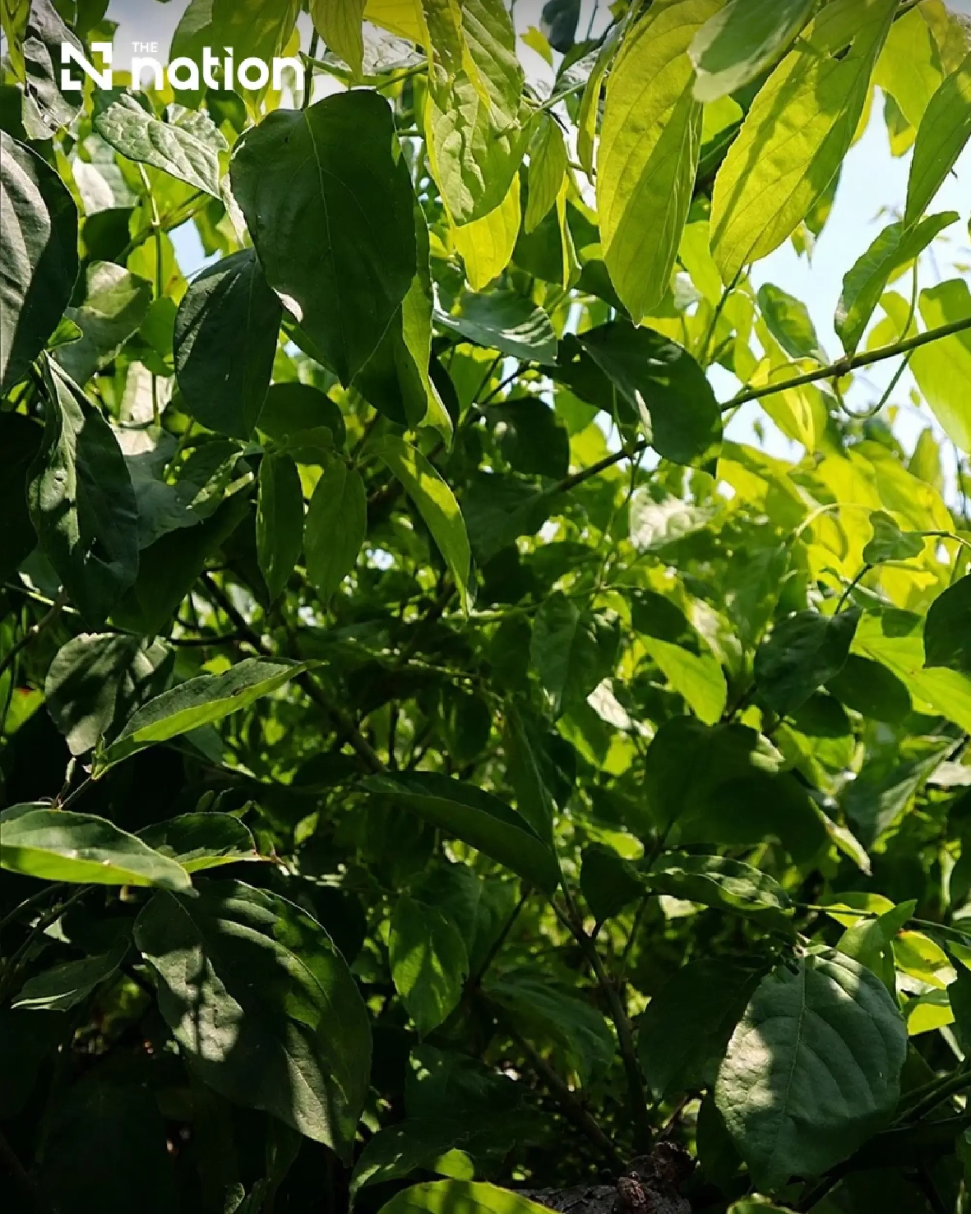 Koh Kret Rang Daeng tea joins Nonthaburi’s protected GI list