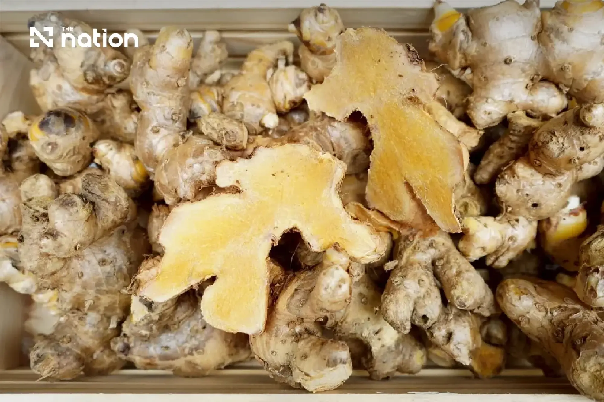 The Rise of Plai: How an Ancient Thai Root Became a Modern Pharmaceutical Heavyweight