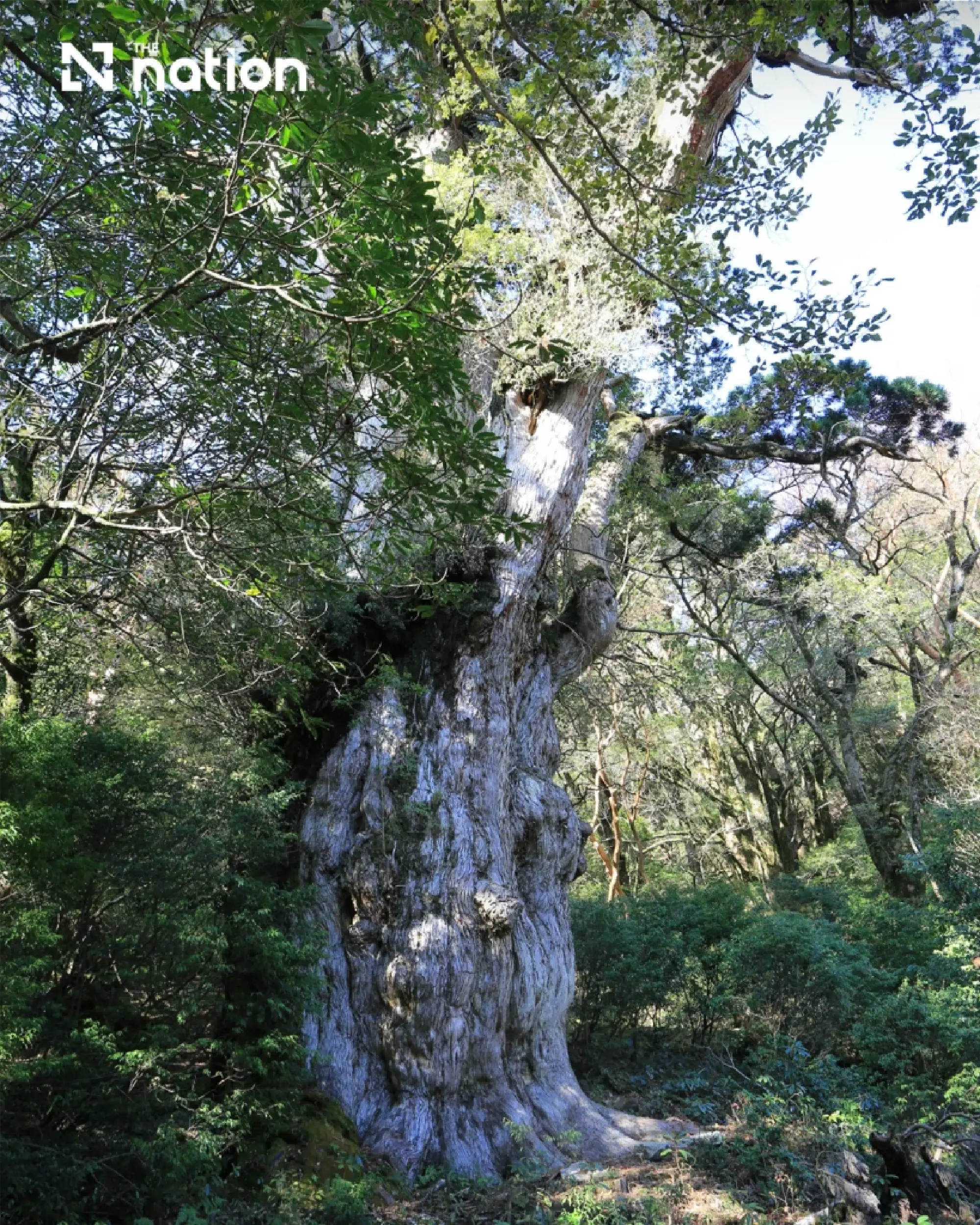 How Japan’s Islands Are Preserving Nature and Culture for the Future