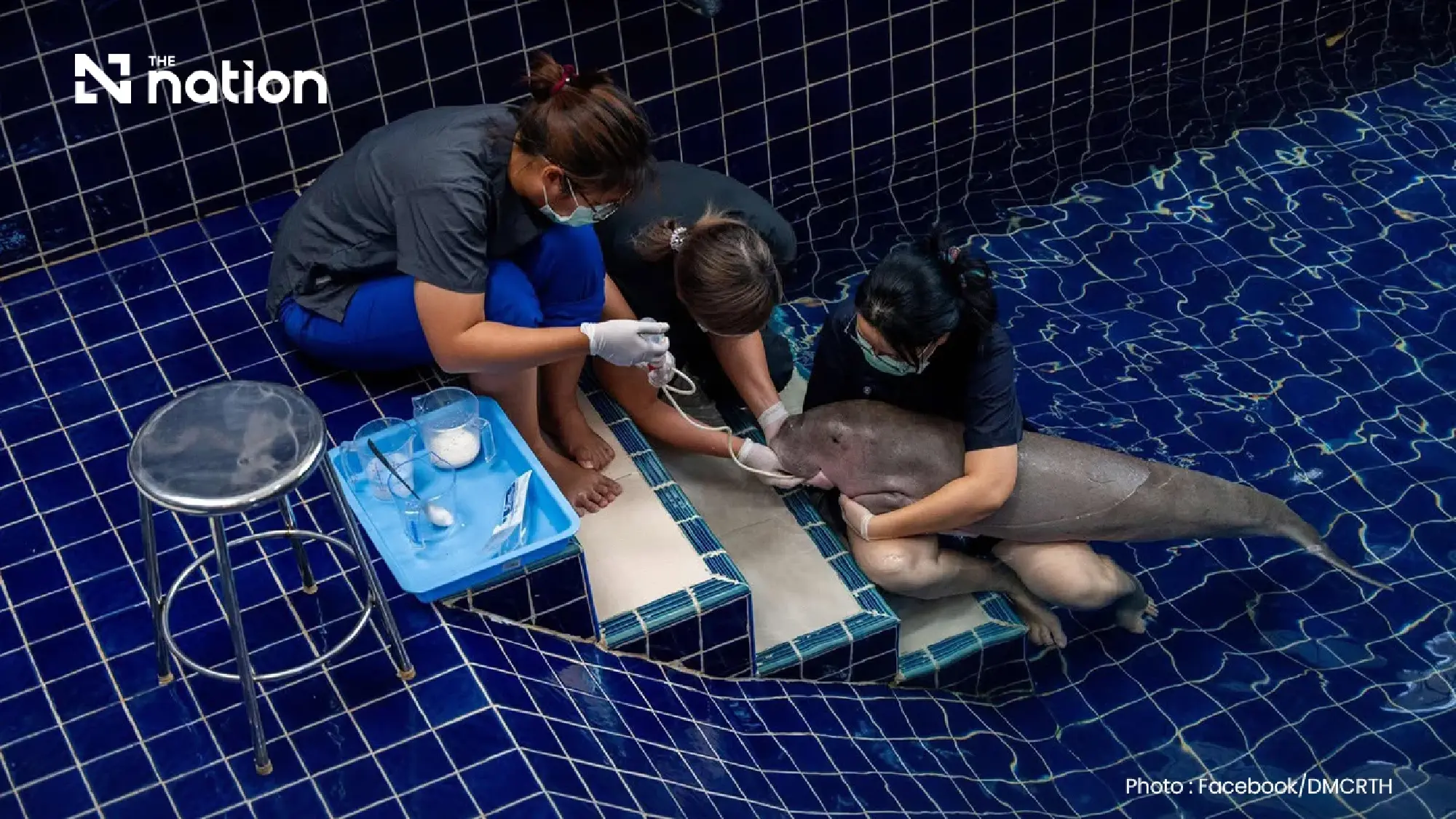 Dugong calf’s death sounds alarm over Thailand’s marine rescue efforts