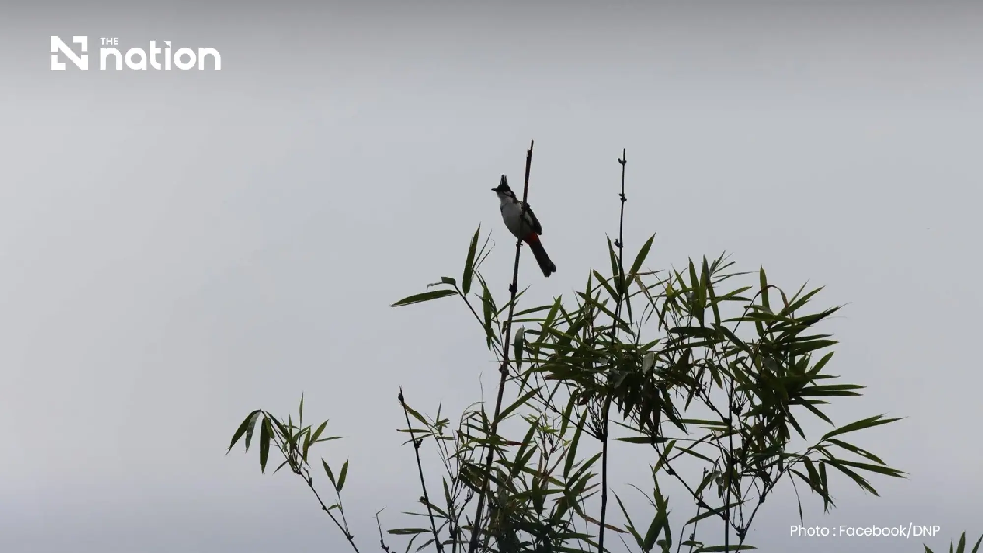 Cabinet greenlights removal of red-whiskered bulbul from protected wildlife list