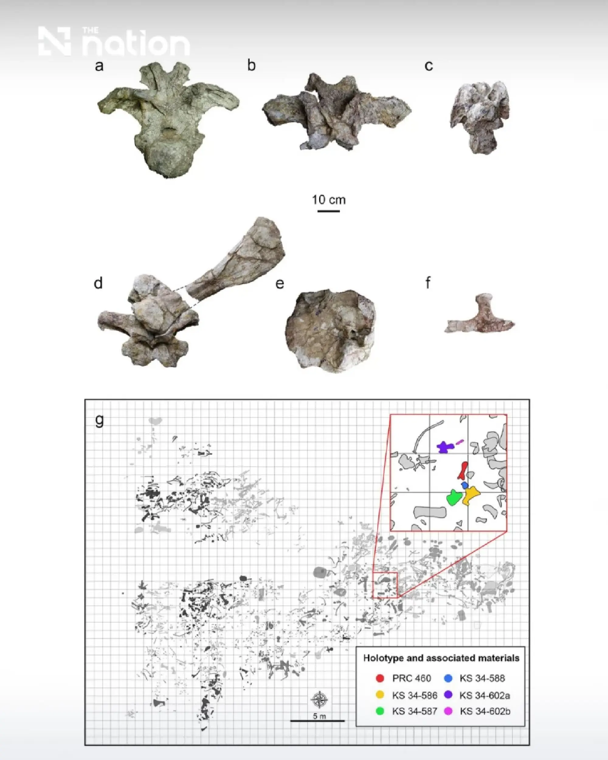 Thailand names new snake-necked dinosaur from Kalasin