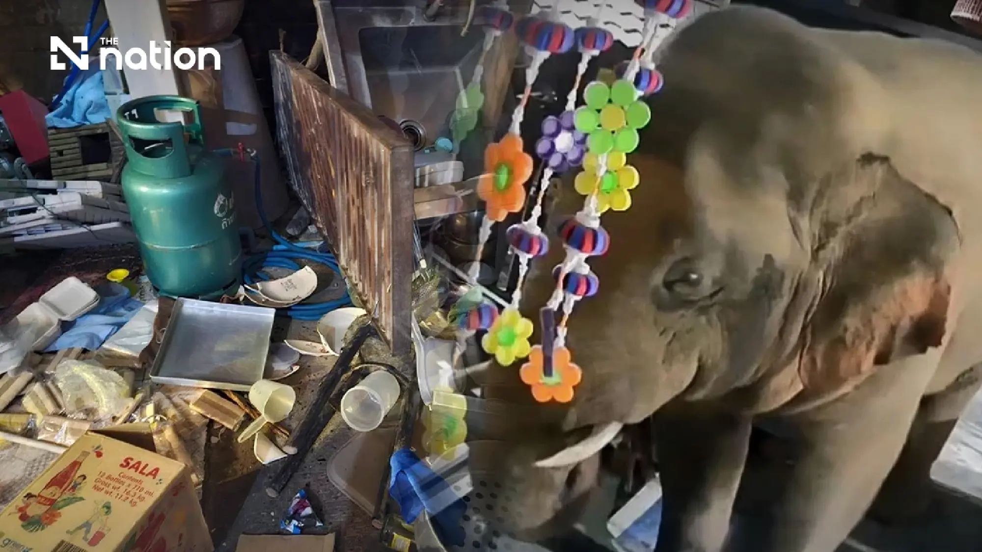 Wild elephant causes damage to restaurant near Khao Yai National Park