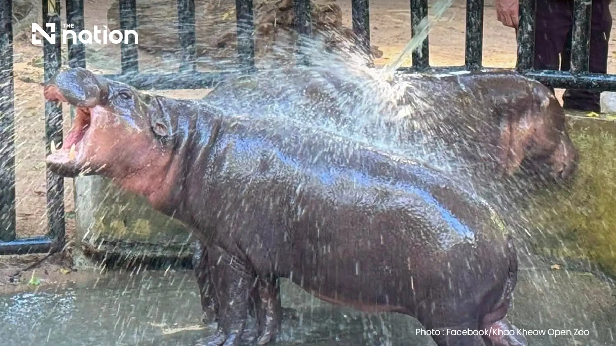 Moo Deng turns two with three-day birthday festival at Khao Kheow Open Zoo