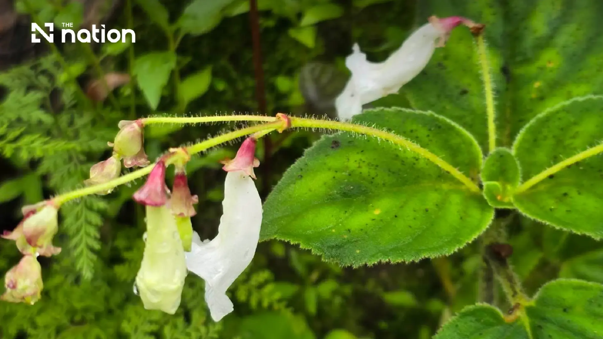 Two new plant species discovered within a Thai national park