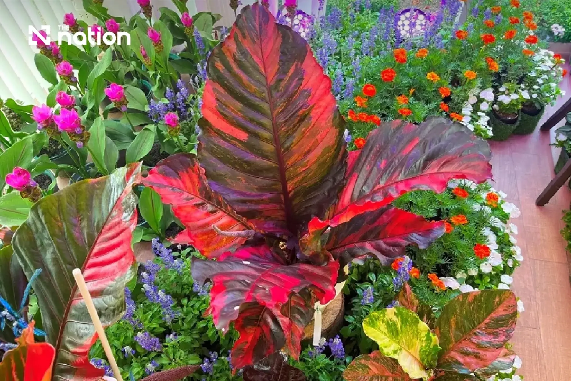 Bangkok Hosts Royal 'Colours of Flora' Fair to Mark Queen Mother's Legacy