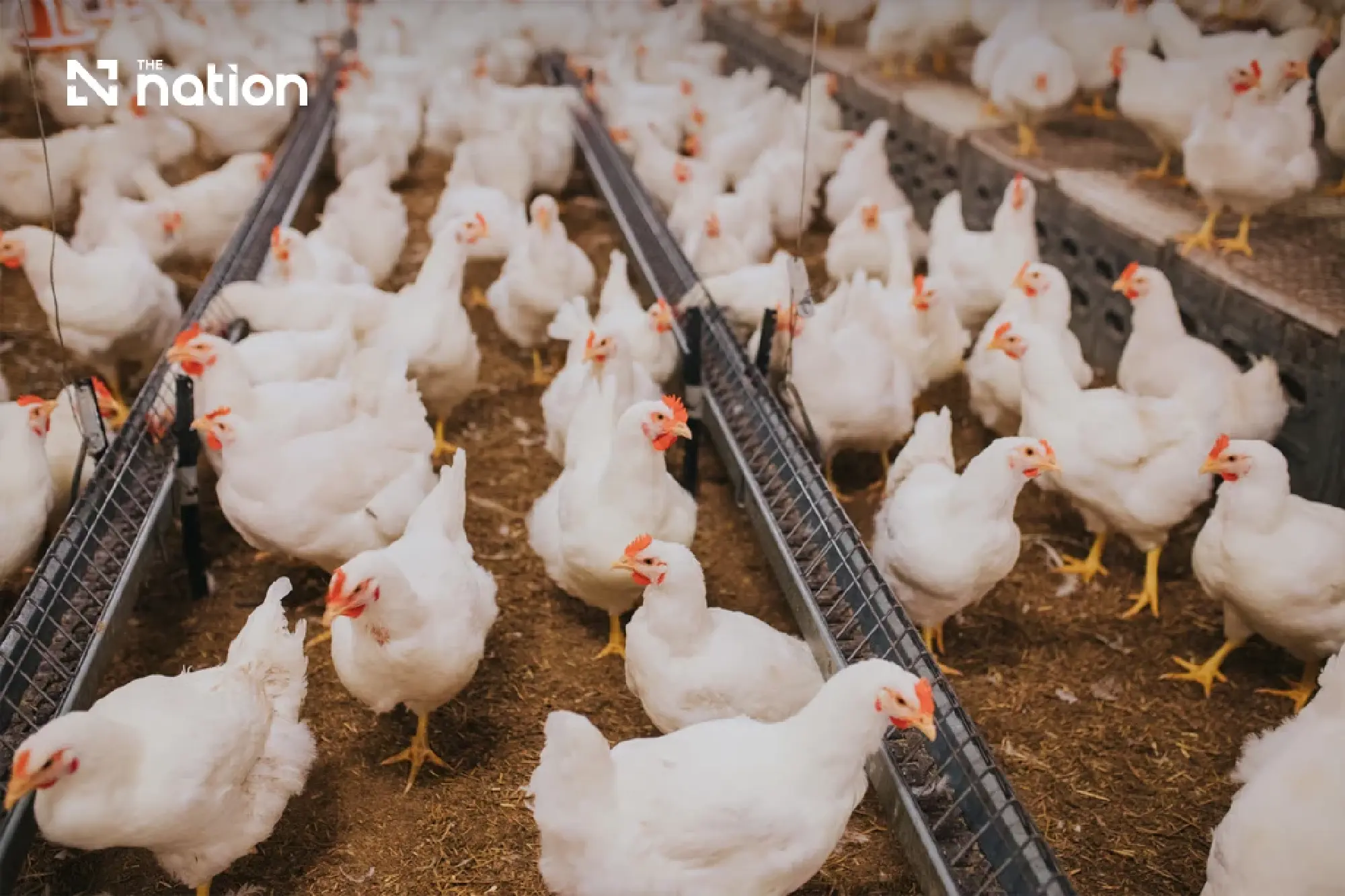 Asian Livestock Diverges as Thai Pork and Egg Prices Surge Past Peers