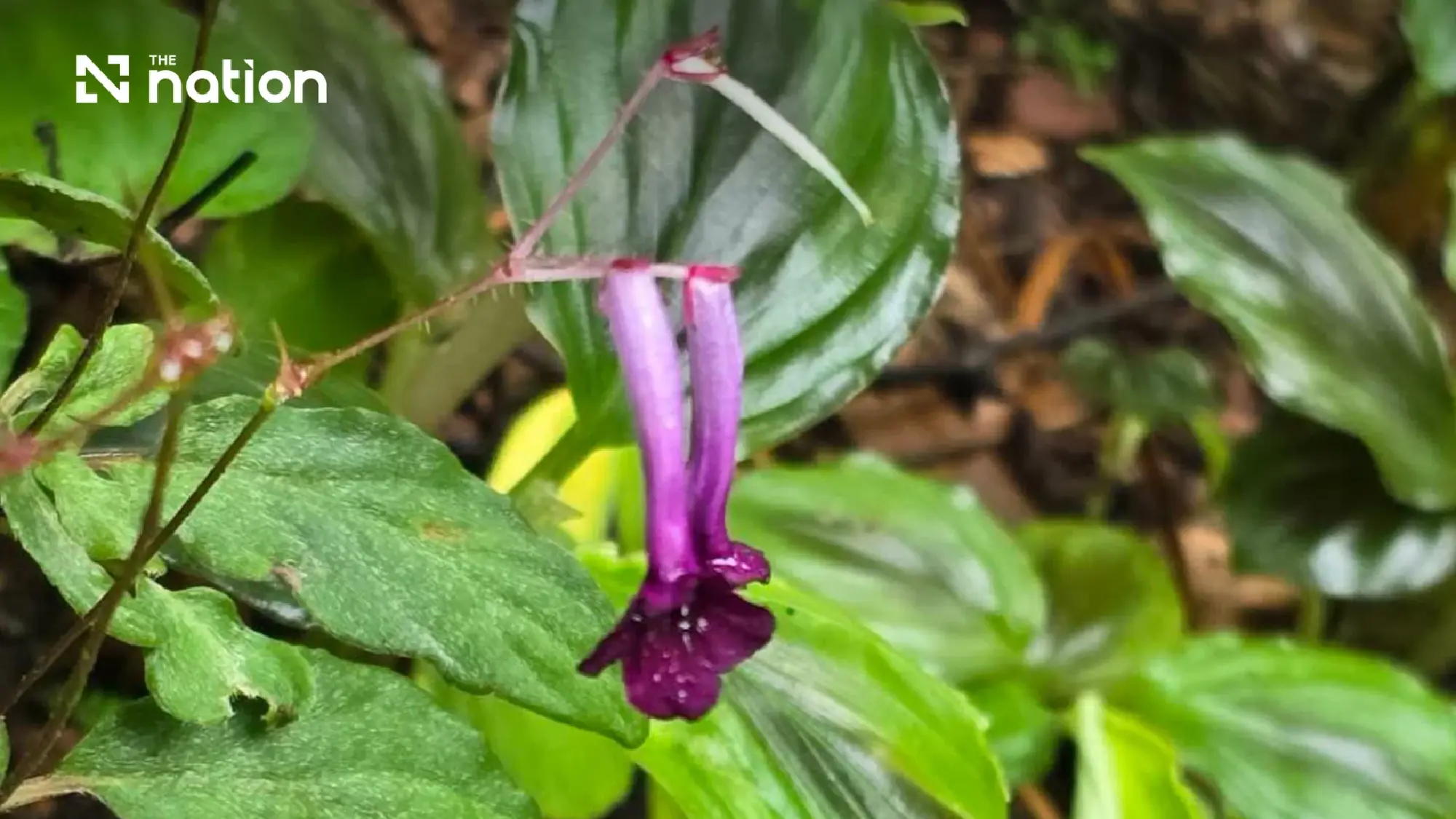 Two new plant species discovered within a Thai national park