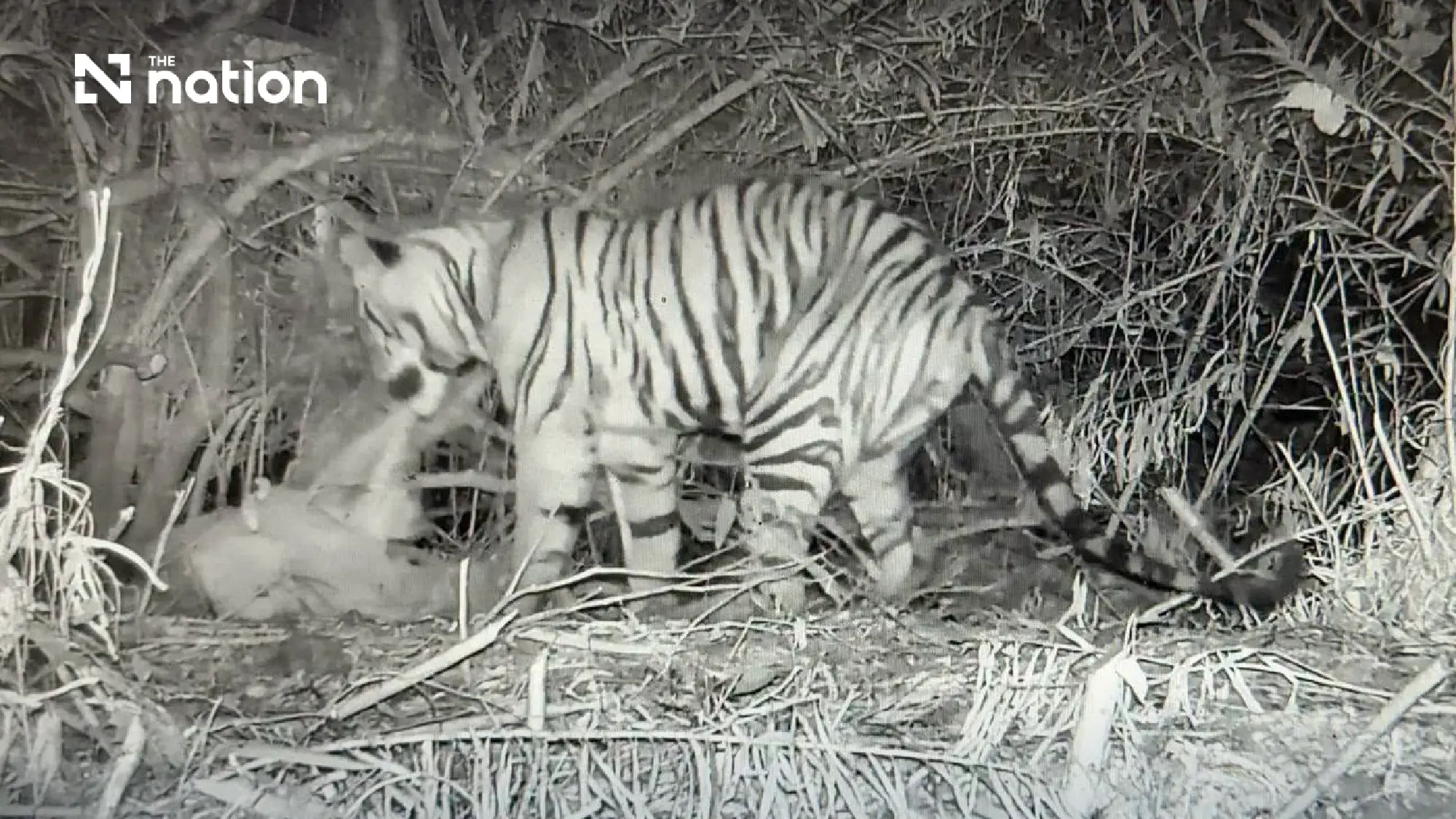 Park Department says fatal Huai Kha Khaeng tiger attack accidental