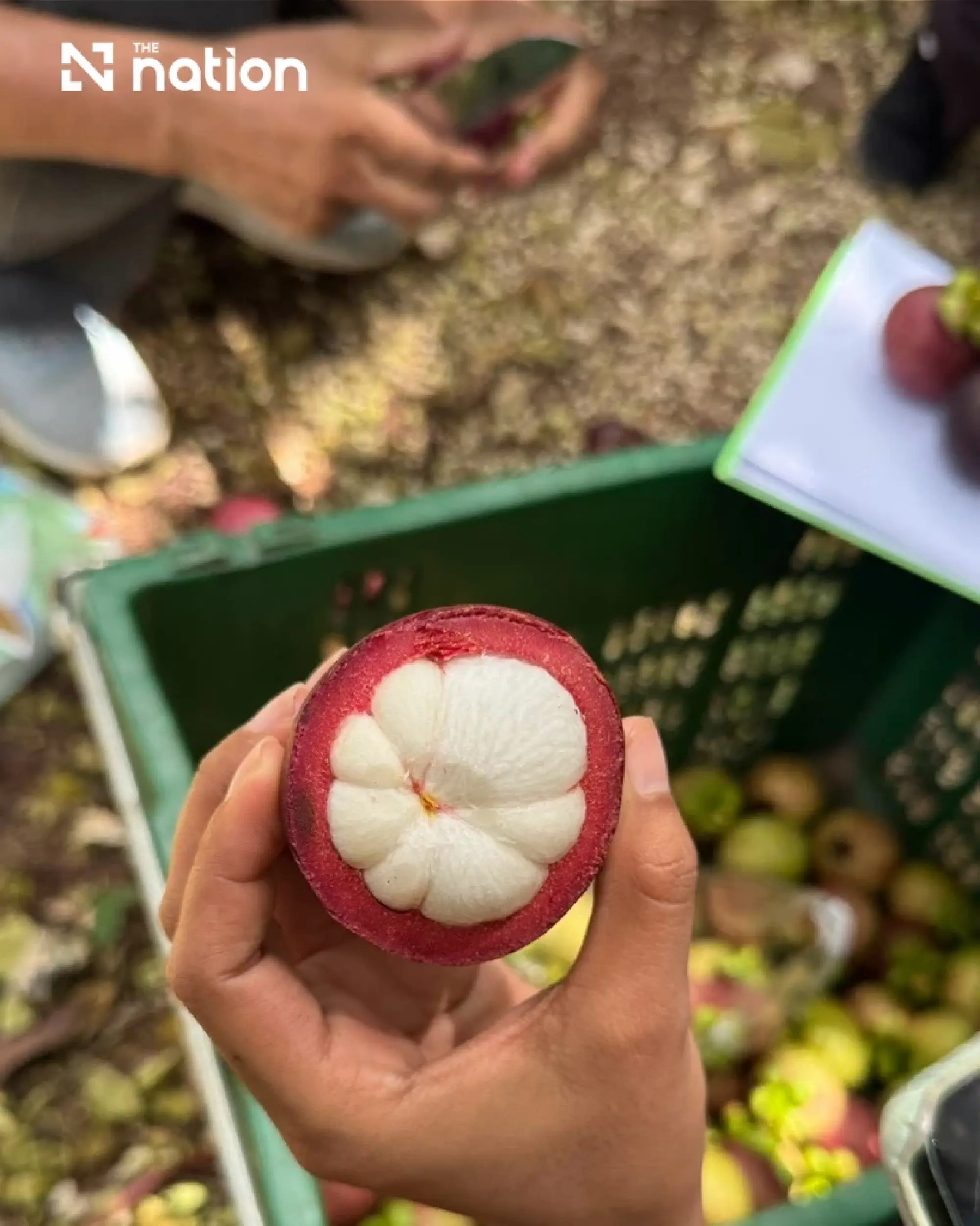 Betong oranges and mangosteens assessed under Thai GI standards