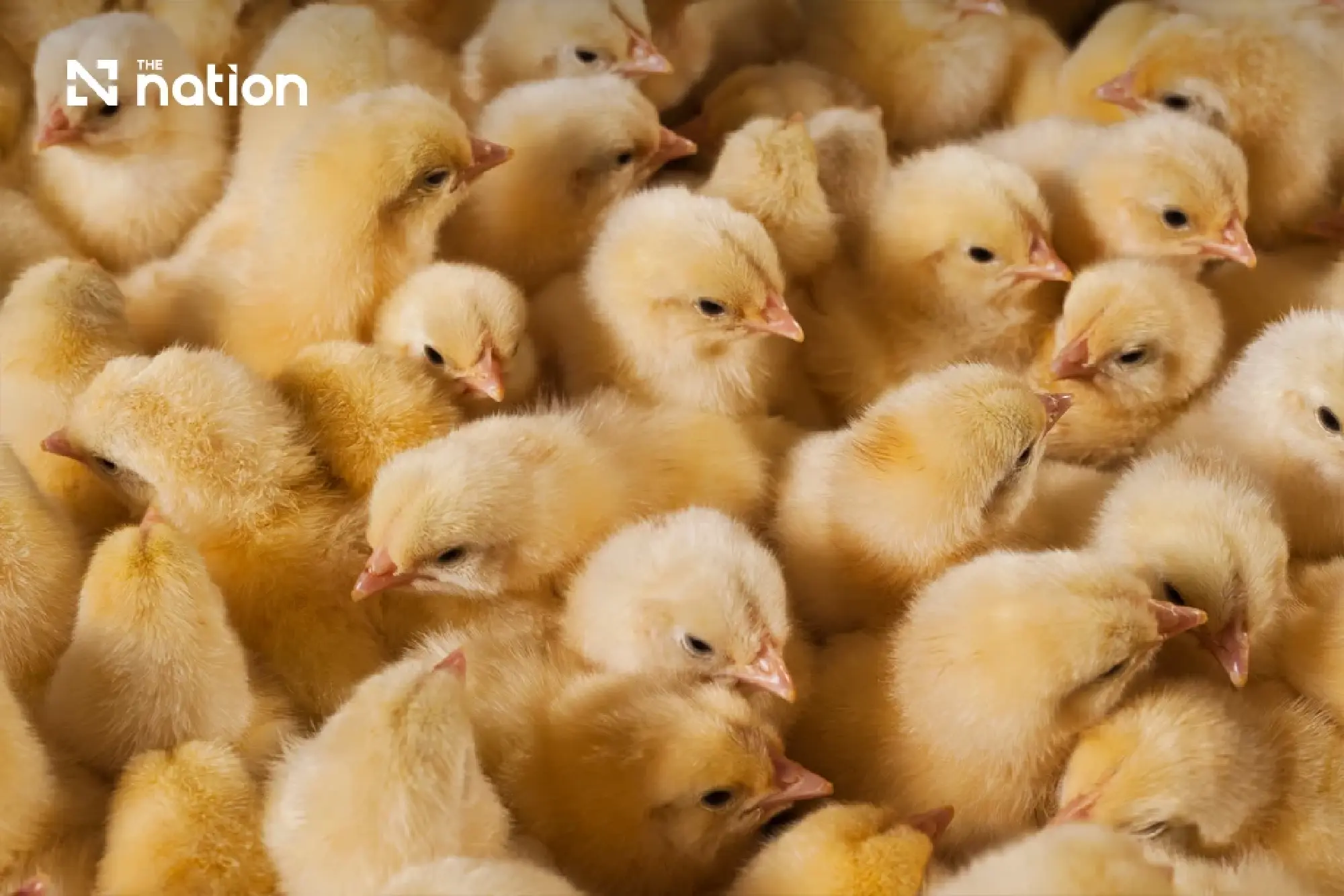 Asian Livestock Diverges as Thai Pork and Egg Prices Surge Past Peers