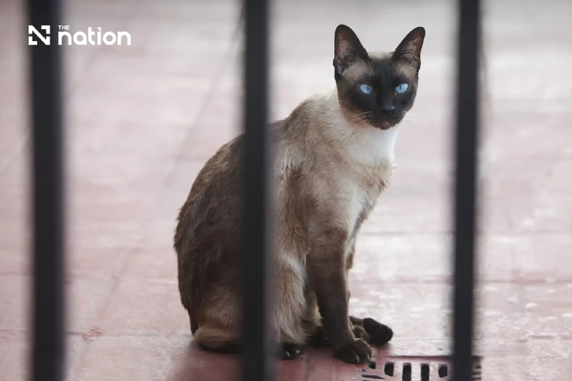 International Cat Day spotlights Thailand's 4.3m cats