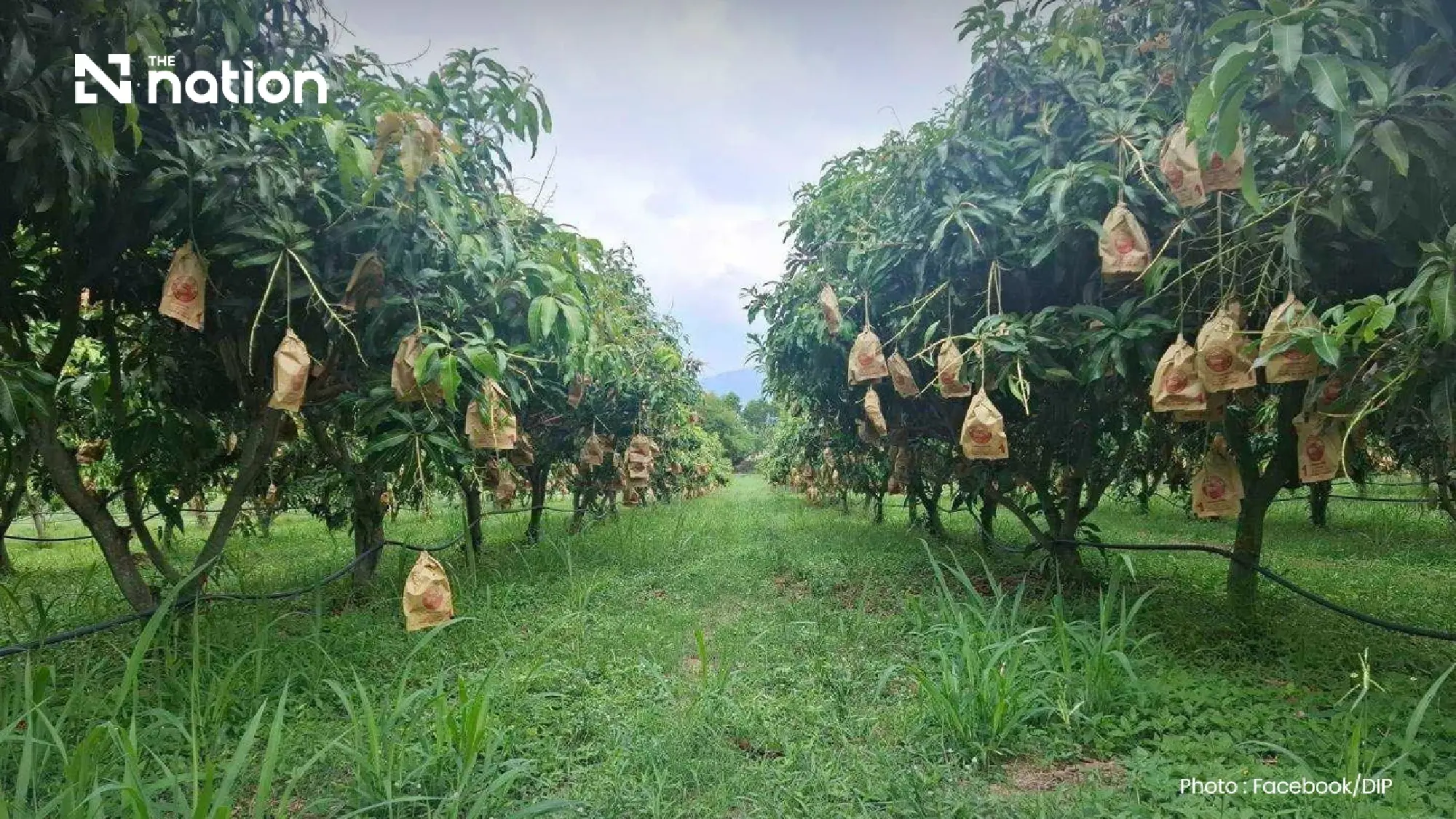 Thai Agricultural Heritage Protected as Ratchaburi Limes and Mangoes Secure GI Status