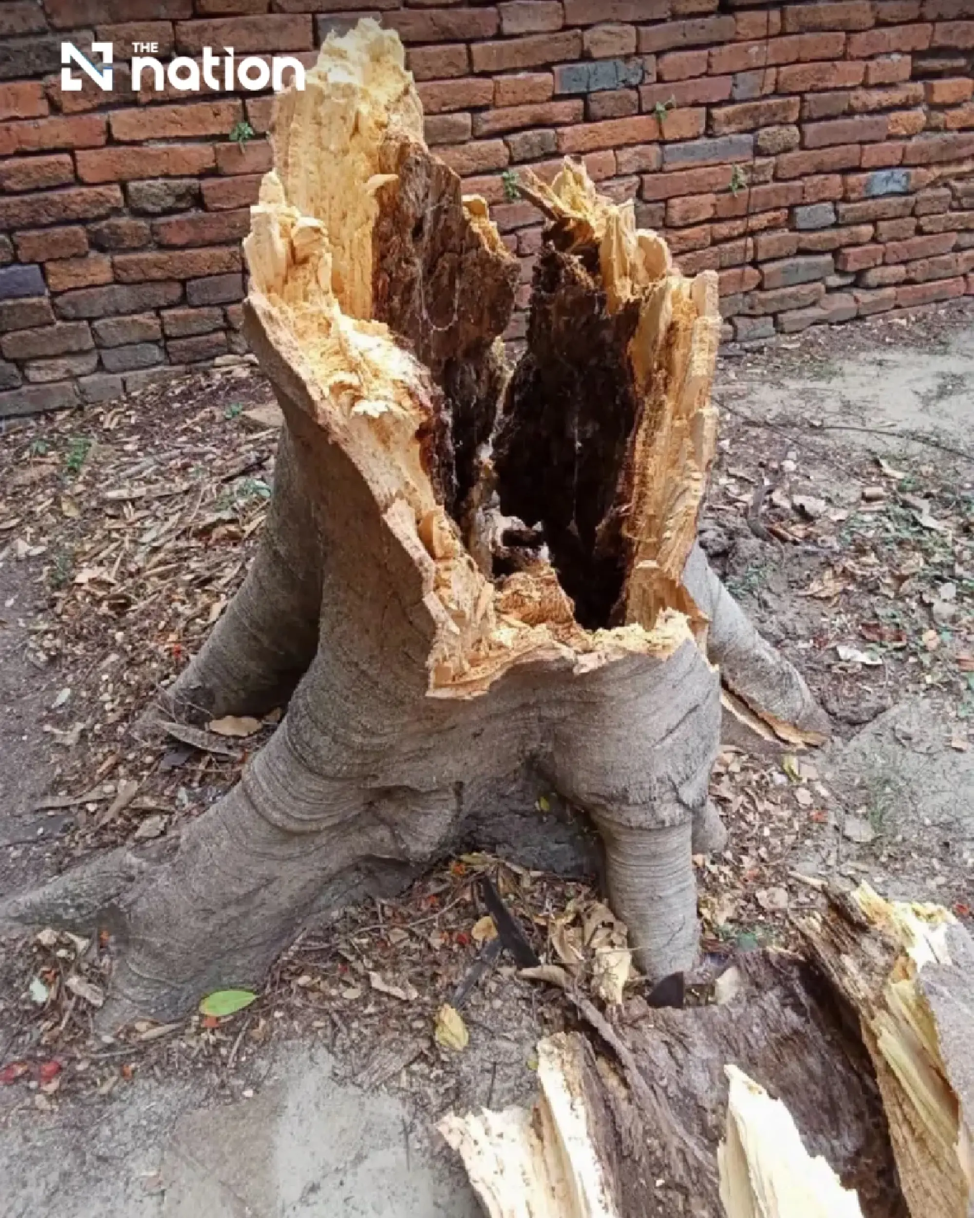 Four Spanish tourists injured by falling tree at Ayutthaya temple