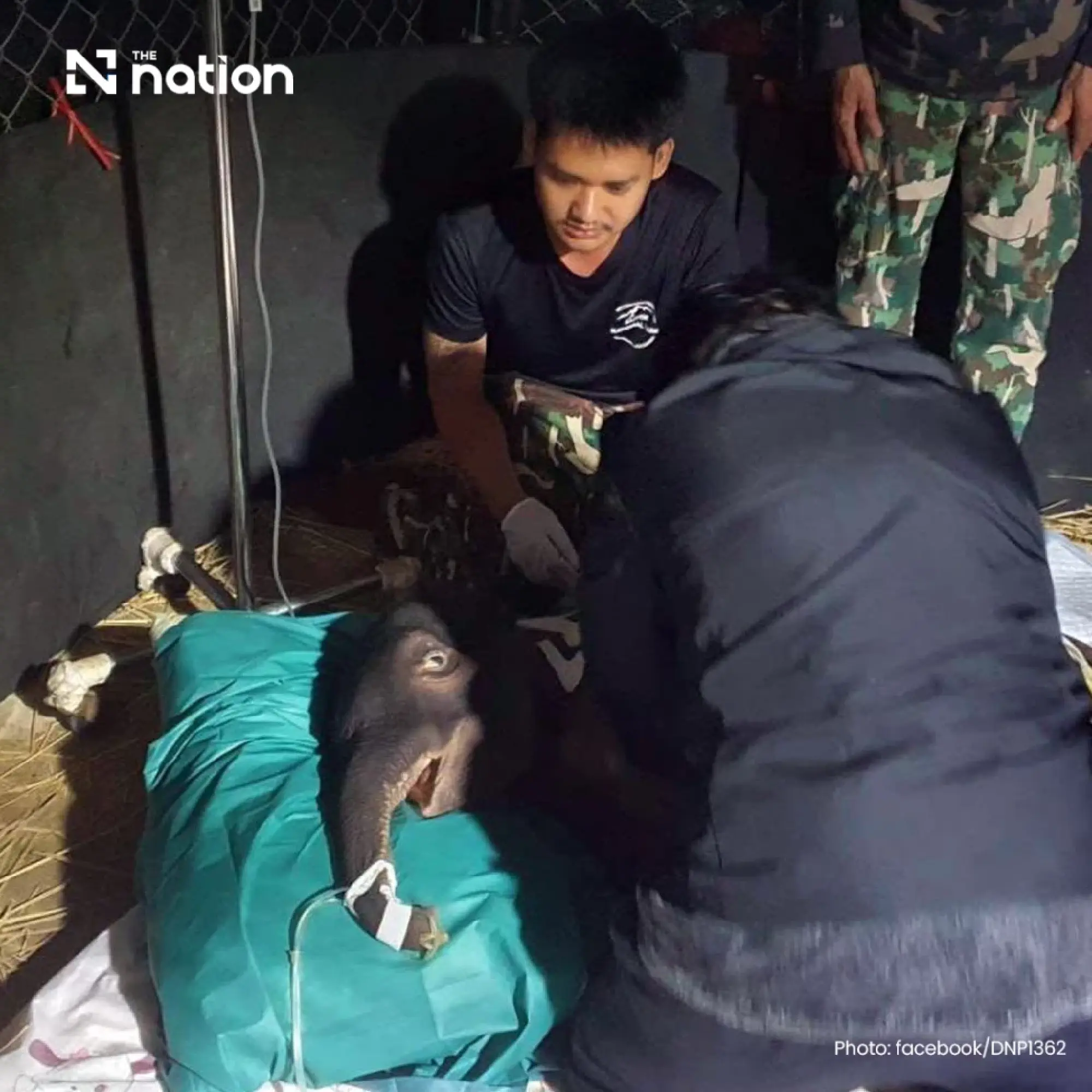 Lost wild elephant calf Jiew Sai Yok dies after suspected acute kidney failure