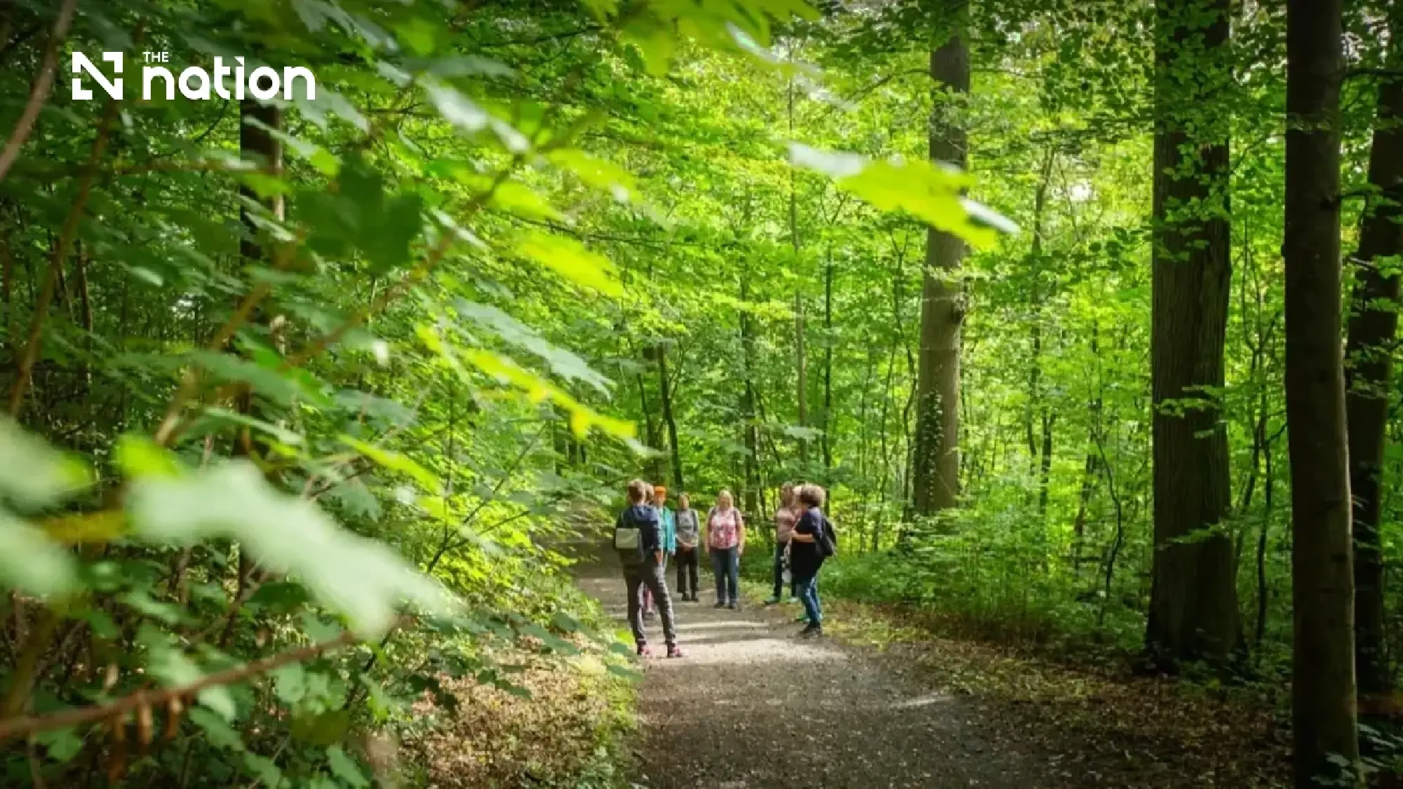 Four certified healing forests bridge care and nature