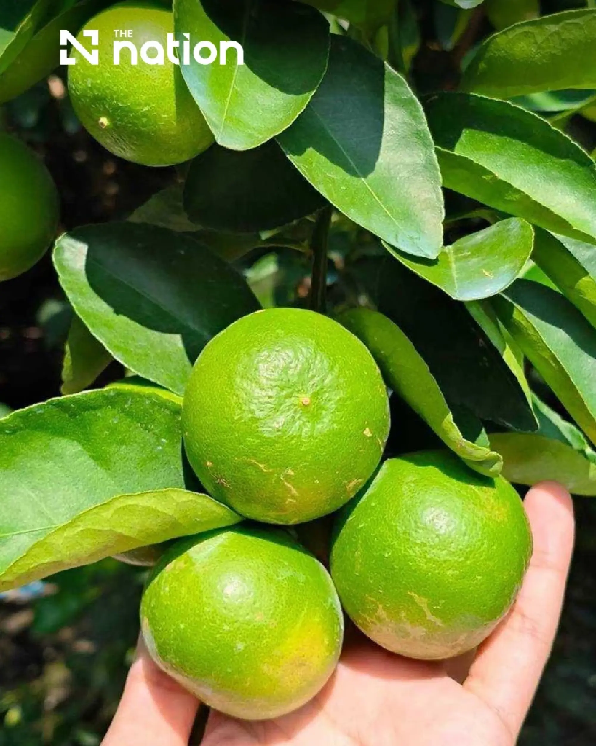 Two Ratchaburi fruits gain GI status to boost local economy