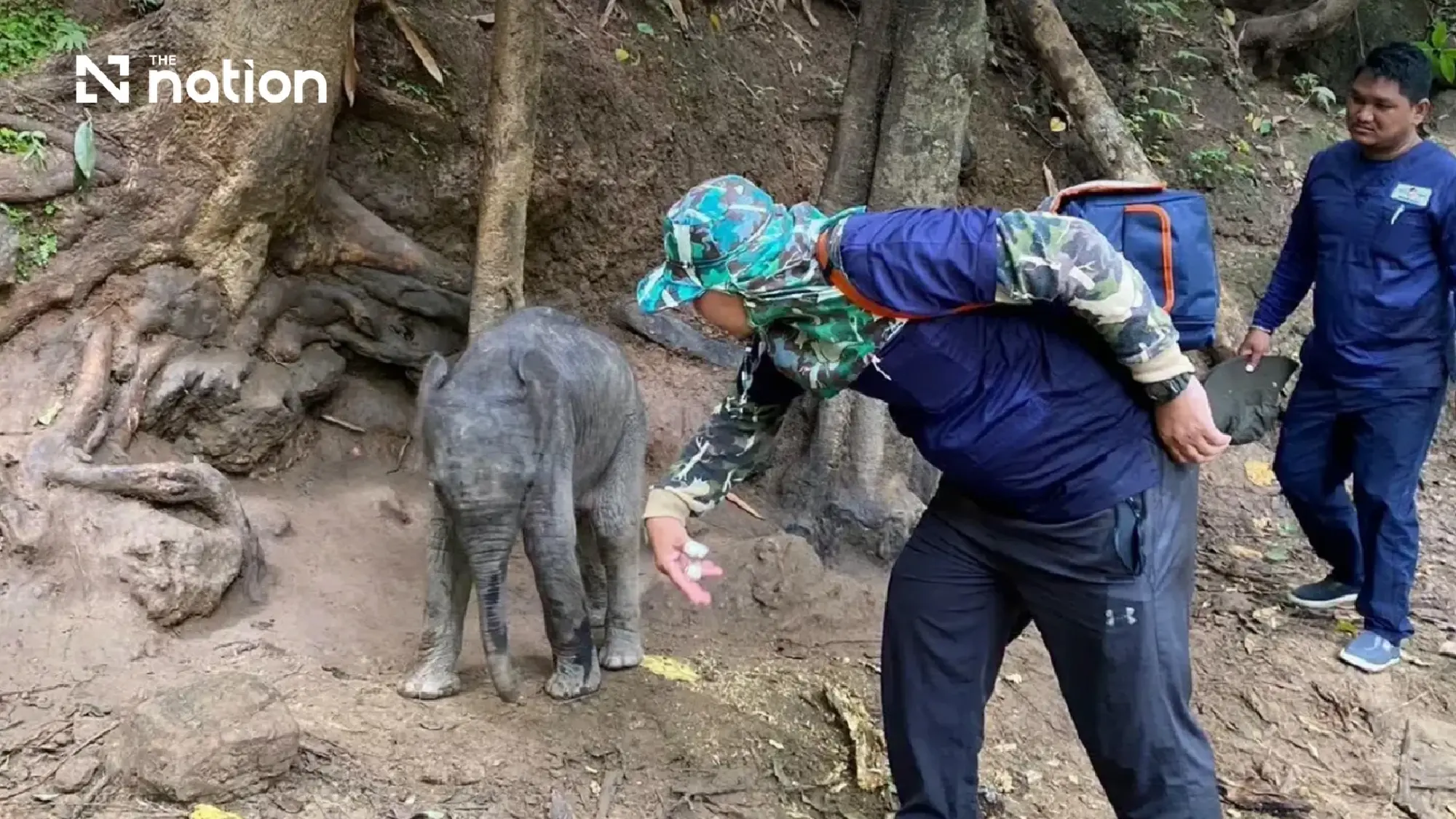 Injured and dehydrated wild elephant calf found in Kanchanaburi