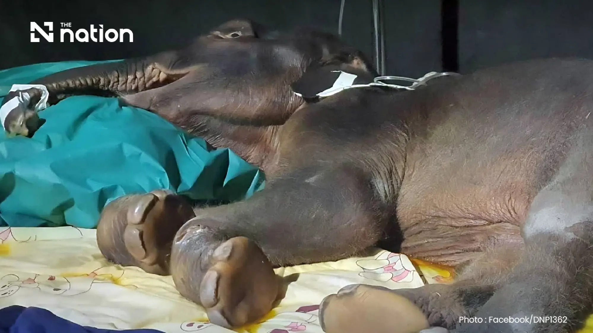 Lost wild elephant calf Jiew Sai Yok dies after suspected acute kidney failure