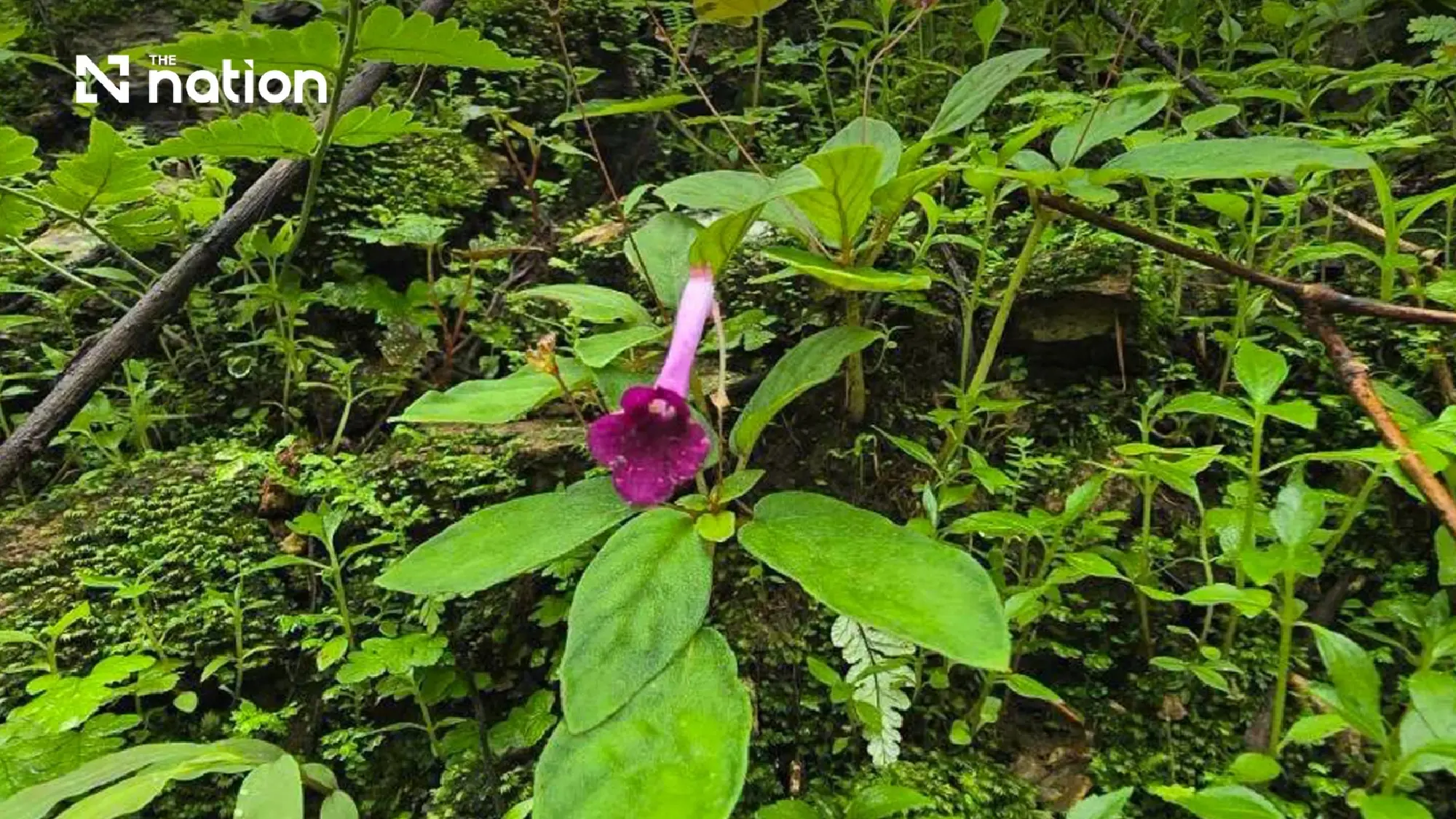 Two new plant species discovered within a Thai national park