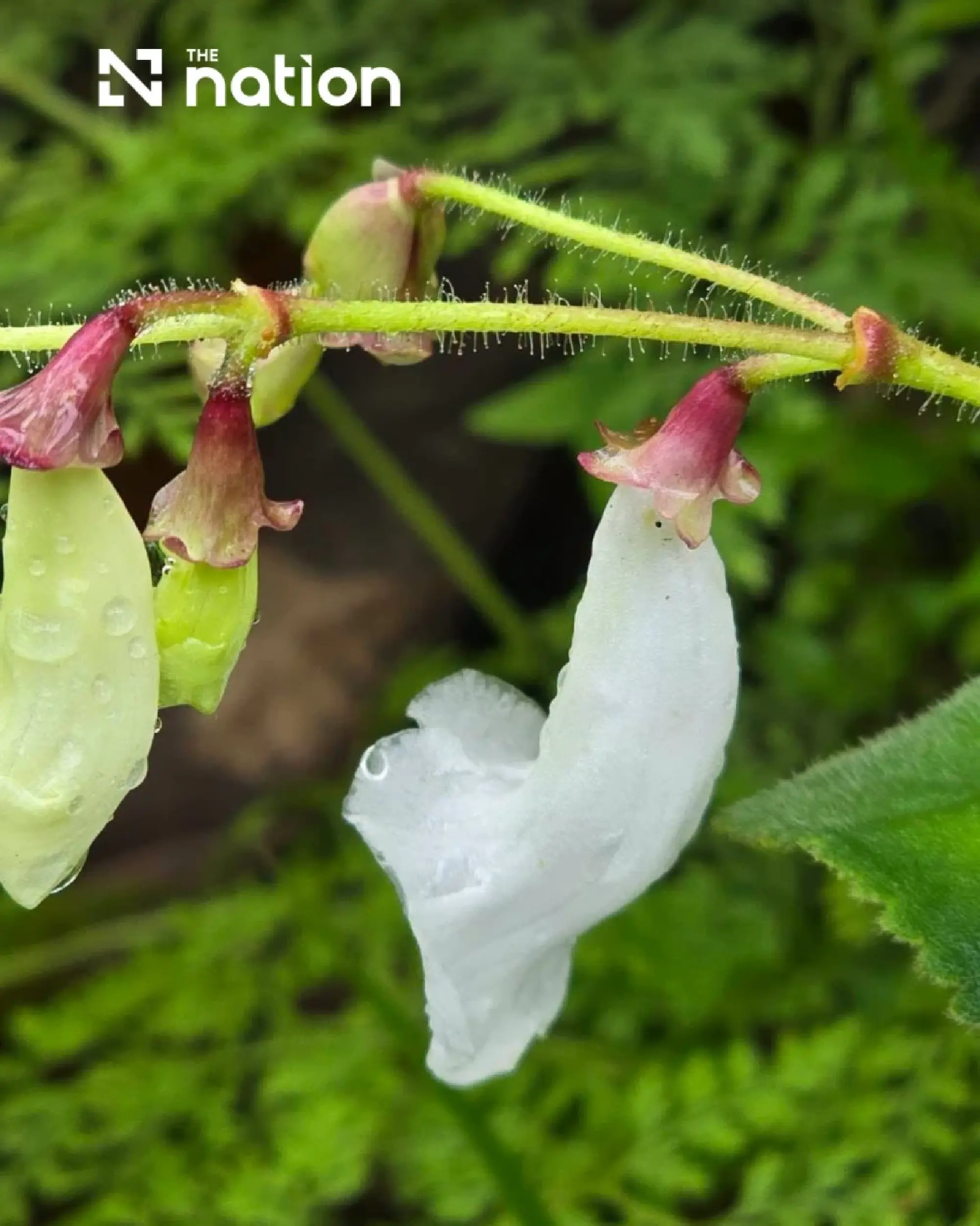 Two new plant species discovered within a Thai national park