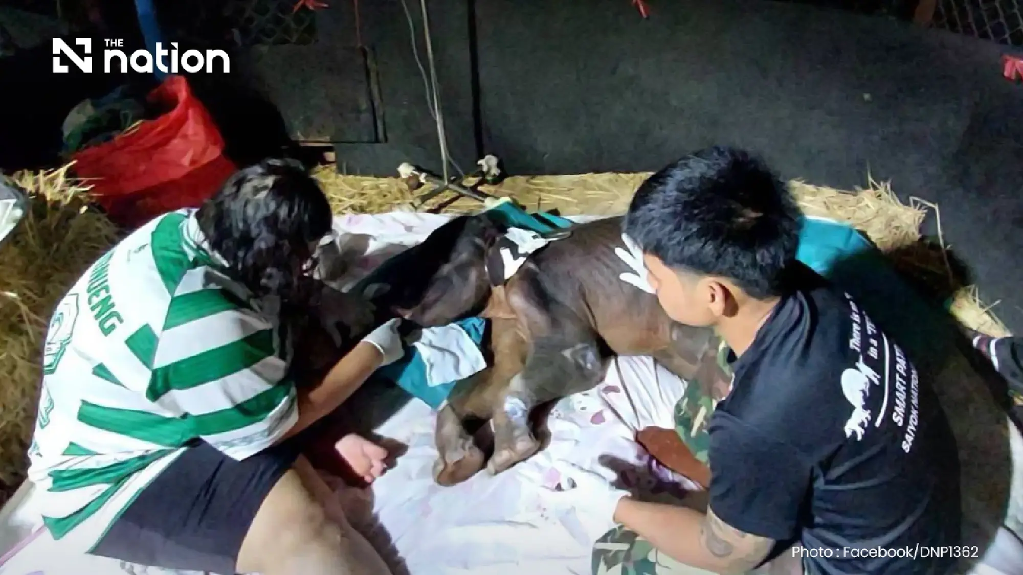Lost wild elephant calf Jiew Sai Yok dies after suspected acute kidney failure
