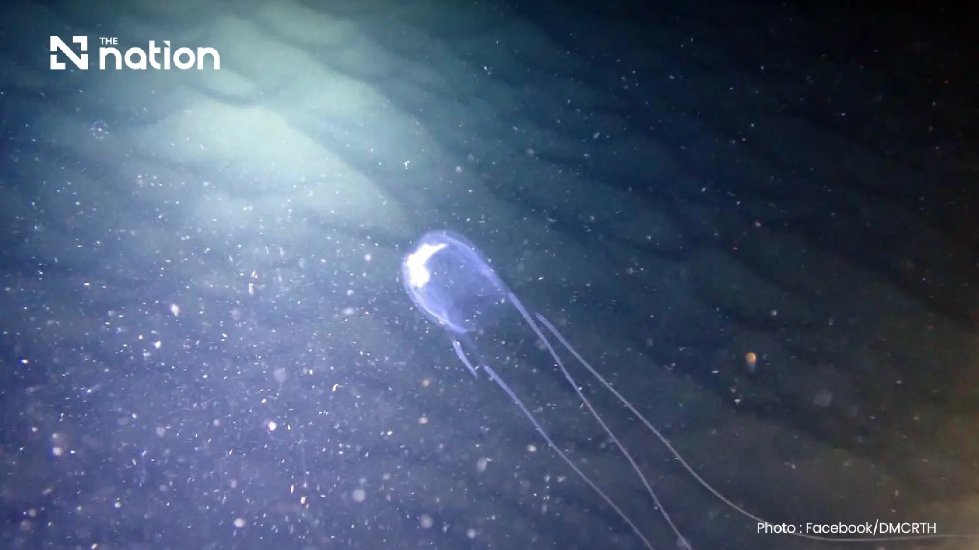 Boy aged 13 dies after box jellyfish exposure in Nakhon Si Thammarat