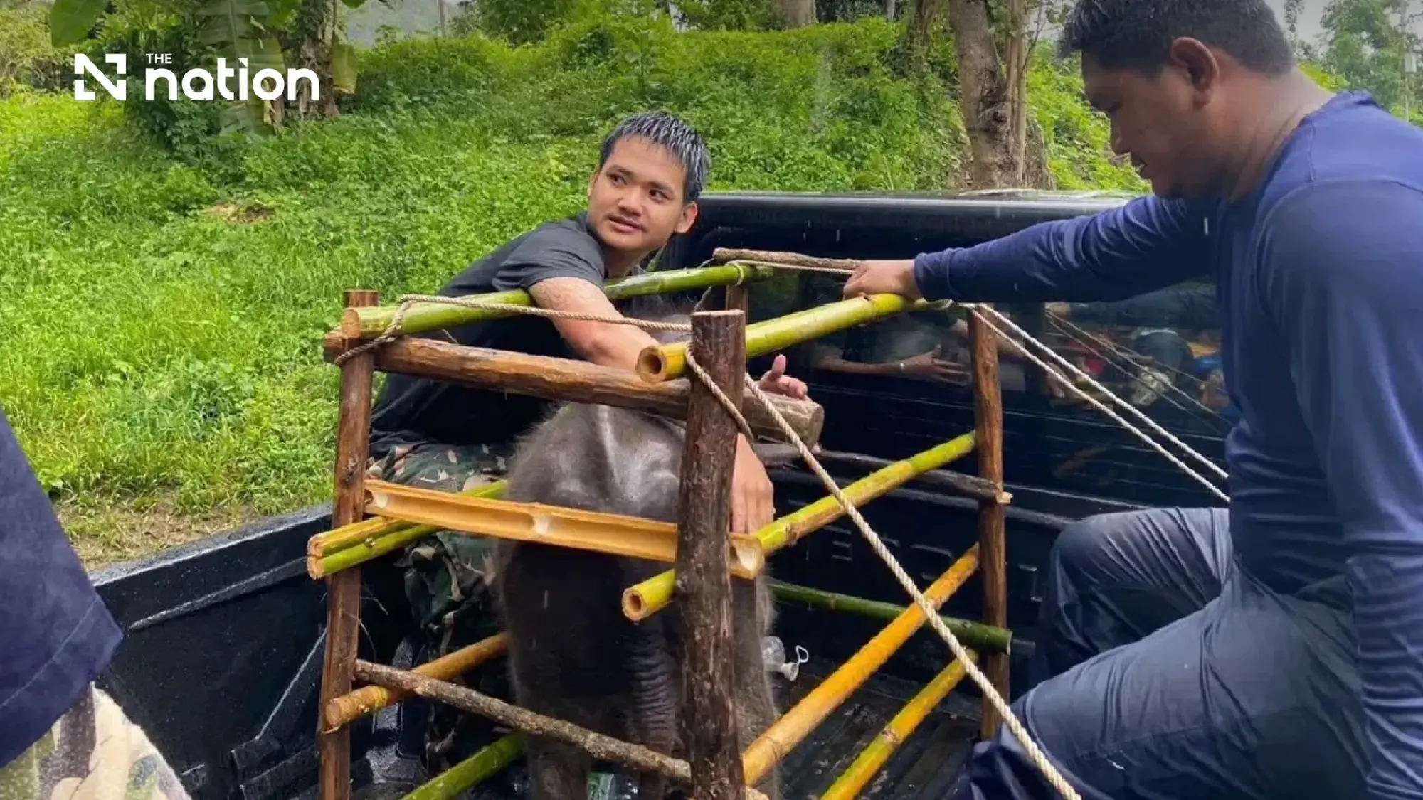Injured and dehydrated wild elephant calf found in Kanchanaburi