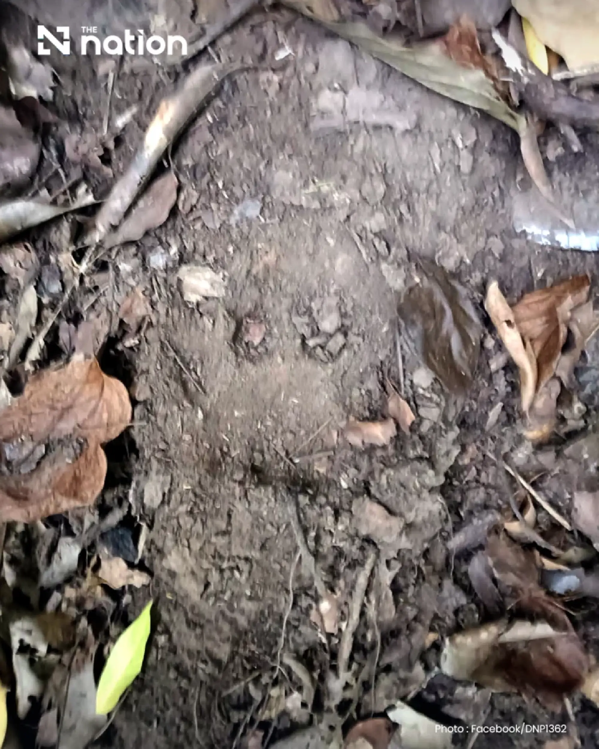 Tiger kills Huai Kha Khaeng ranger as safety review ordered