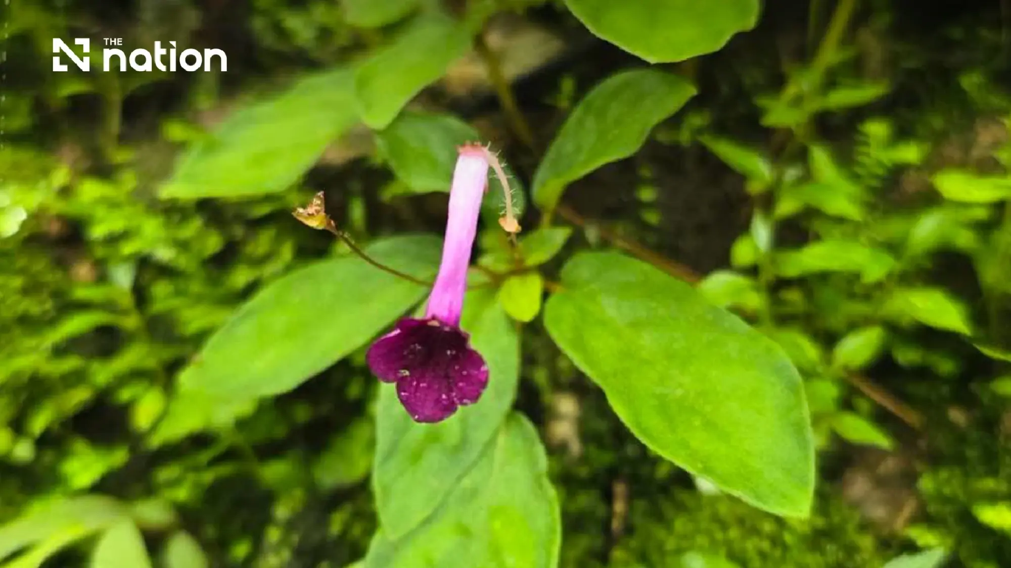 Two new plant species discovered within a Thai national park