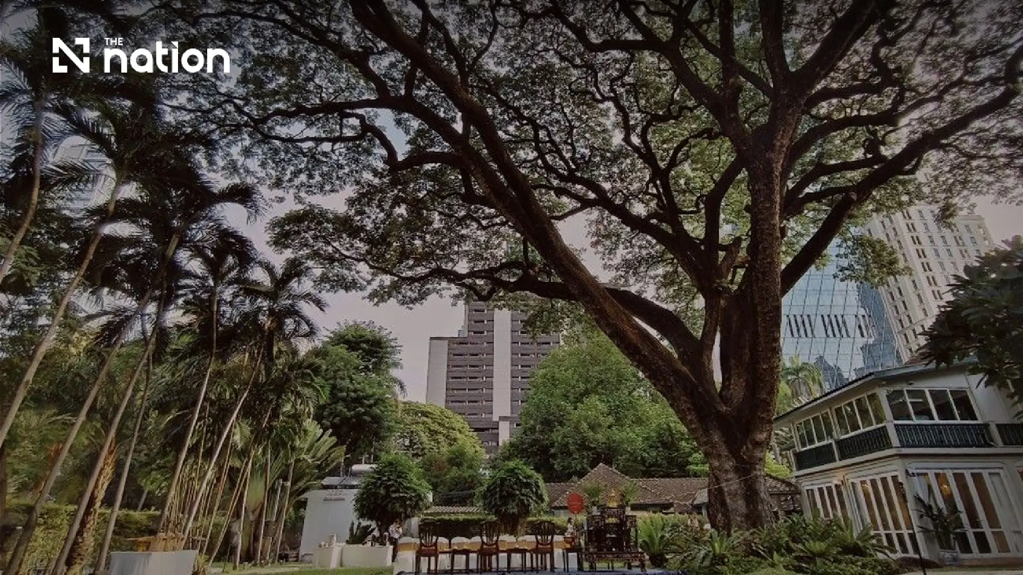 How does a tree play role in Thailand-US diplomacy