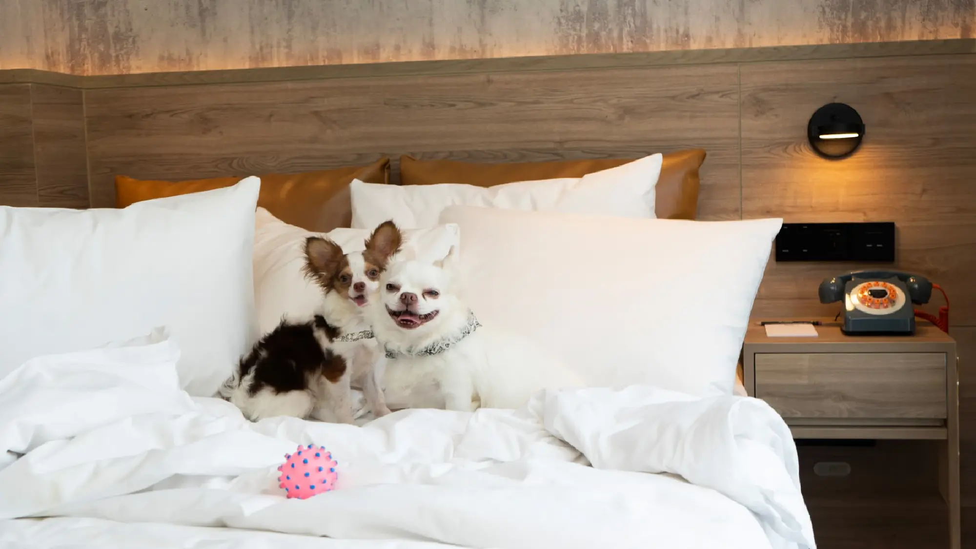 Marriott Bonvoy Elevates Pet-Friendly Travel Across Thailand