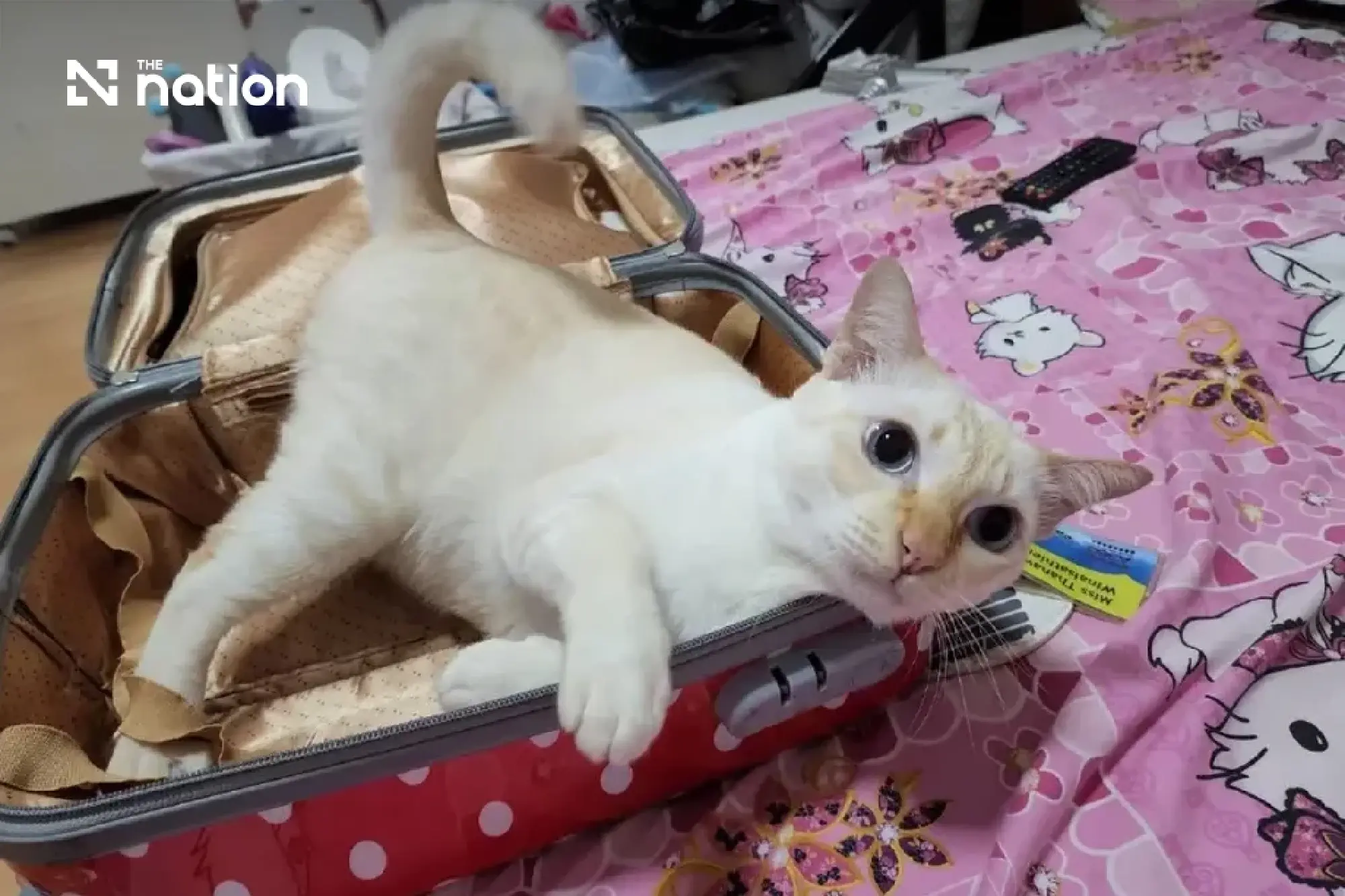 International Cat Day spotlights Thailand's 4.3m cats