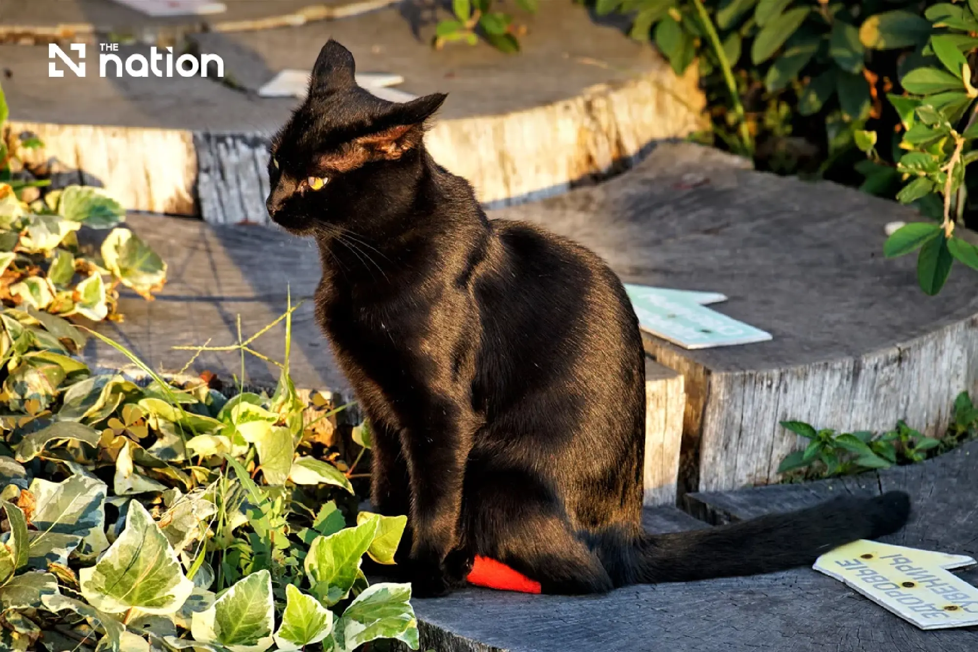 International Cat Day spotlights Thailand's 4.3m cats