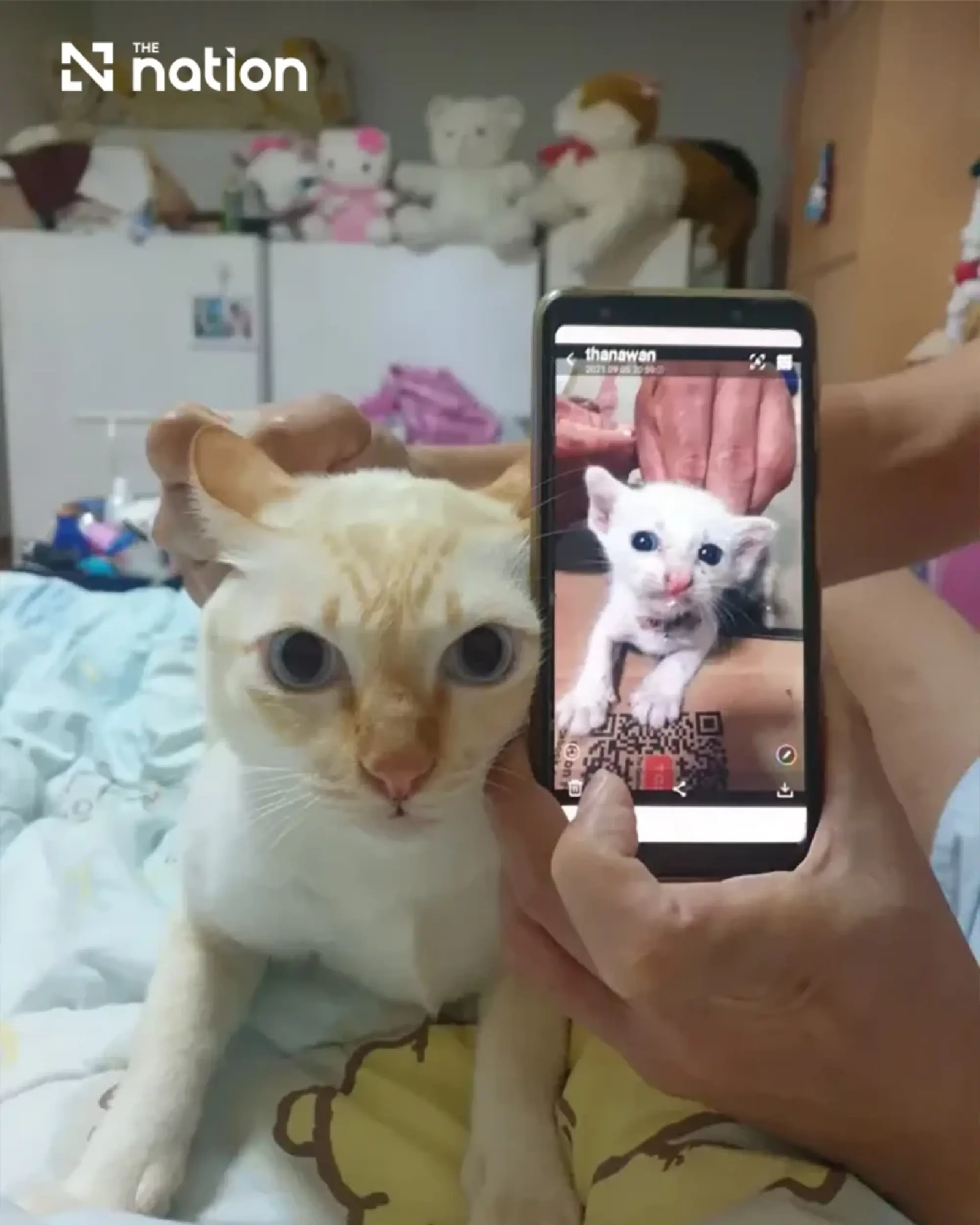 International Cat Day spotlights Thailand's 4.3m cats